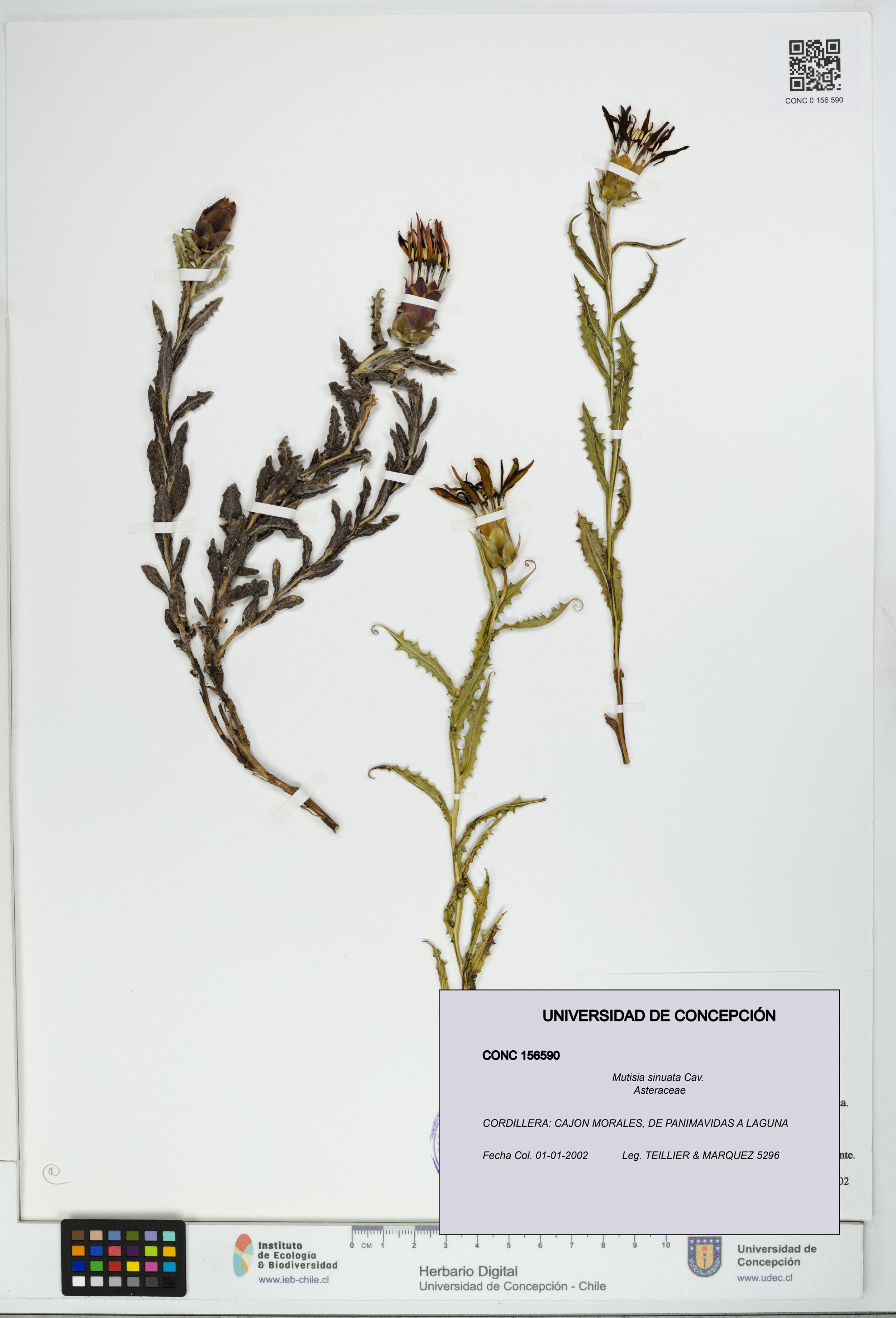 Mutisia sinuata [Espécimen: ]