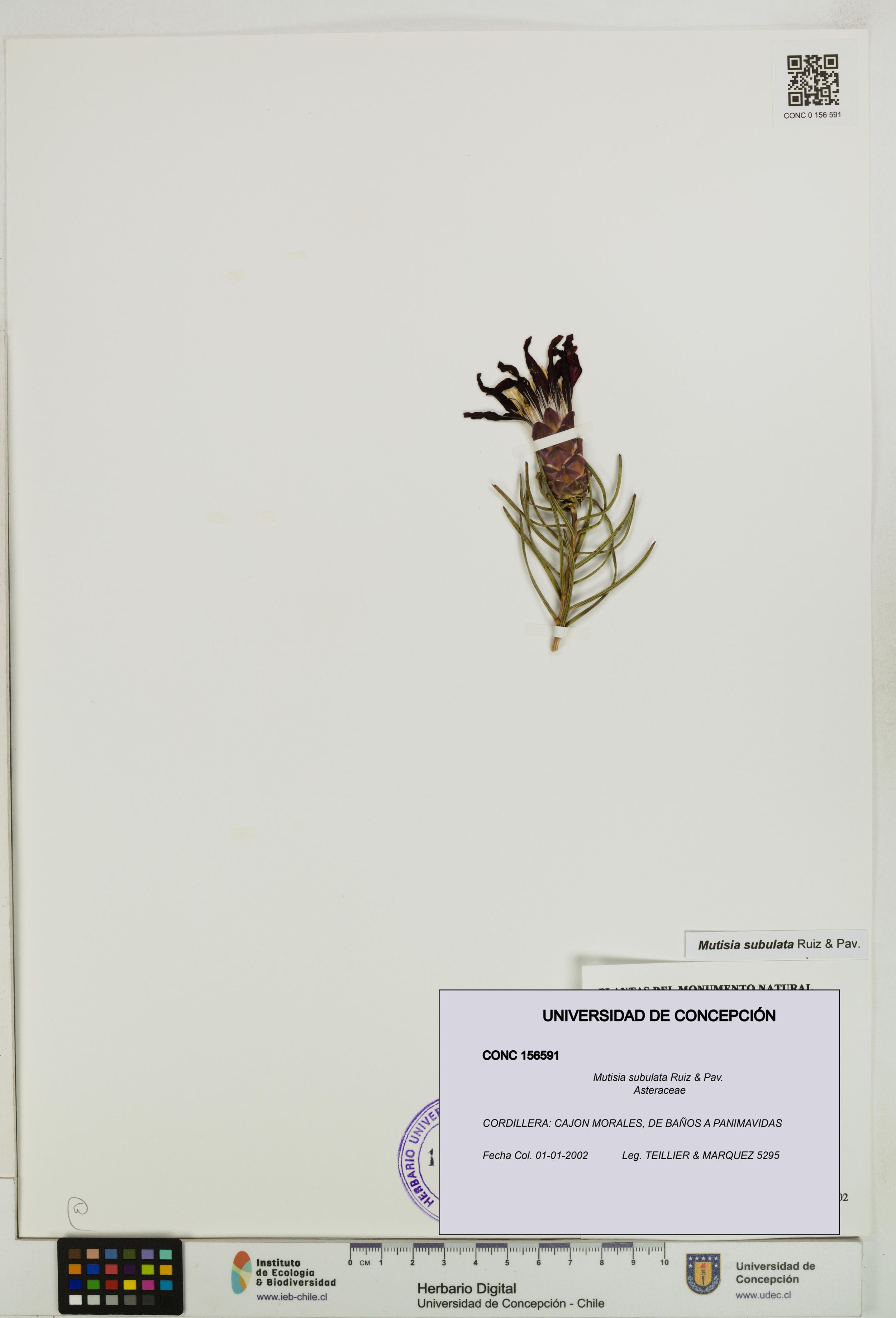 Mutisia subulata [Espécimen: ]