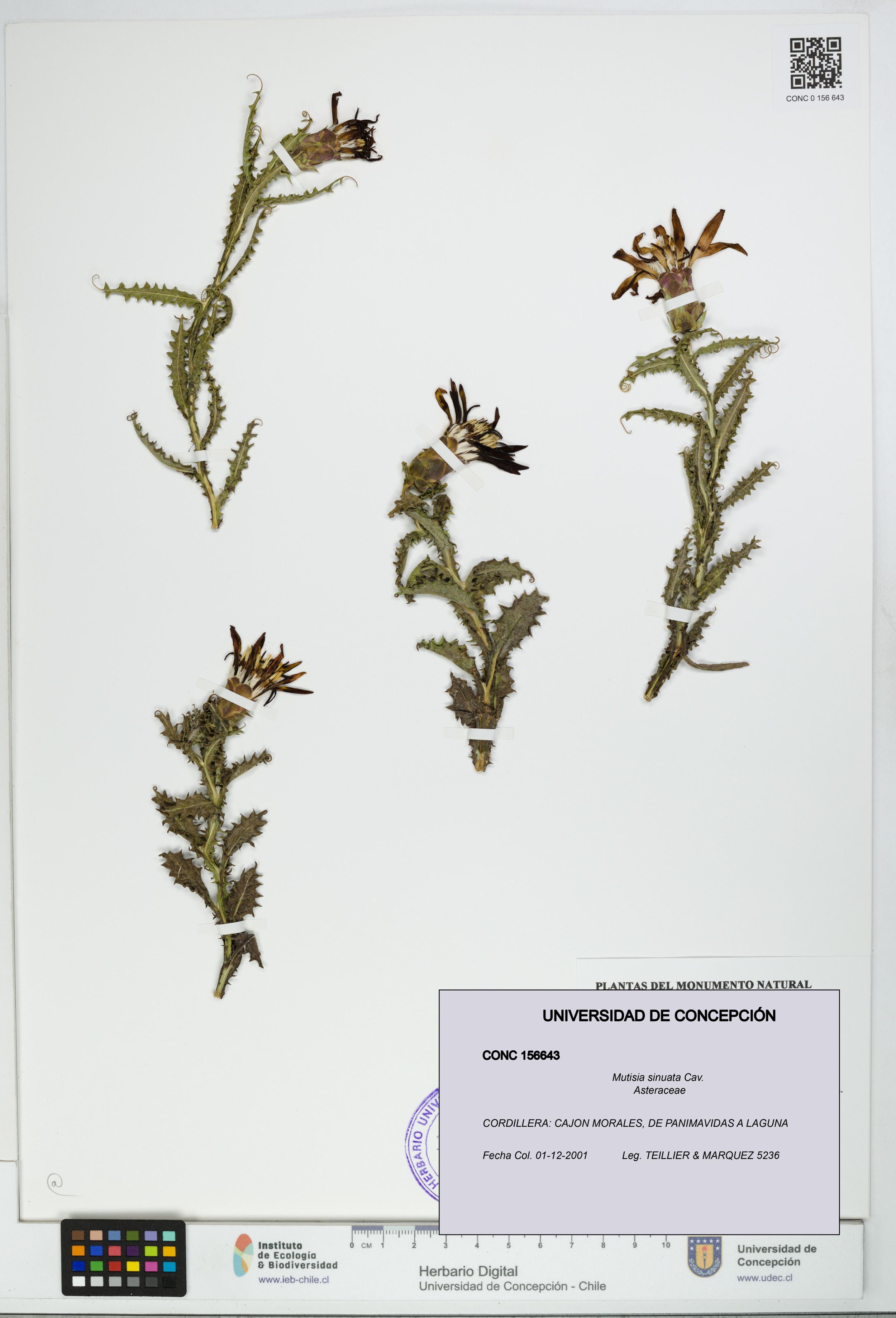 Mutisia sinuata [Espécimen: ]