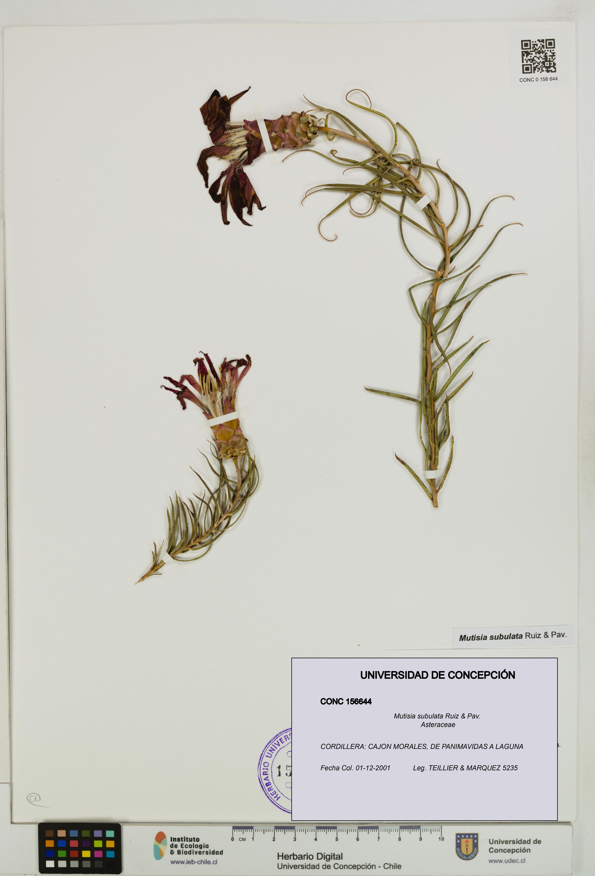 Mutisia subulata [Espécimen: ]