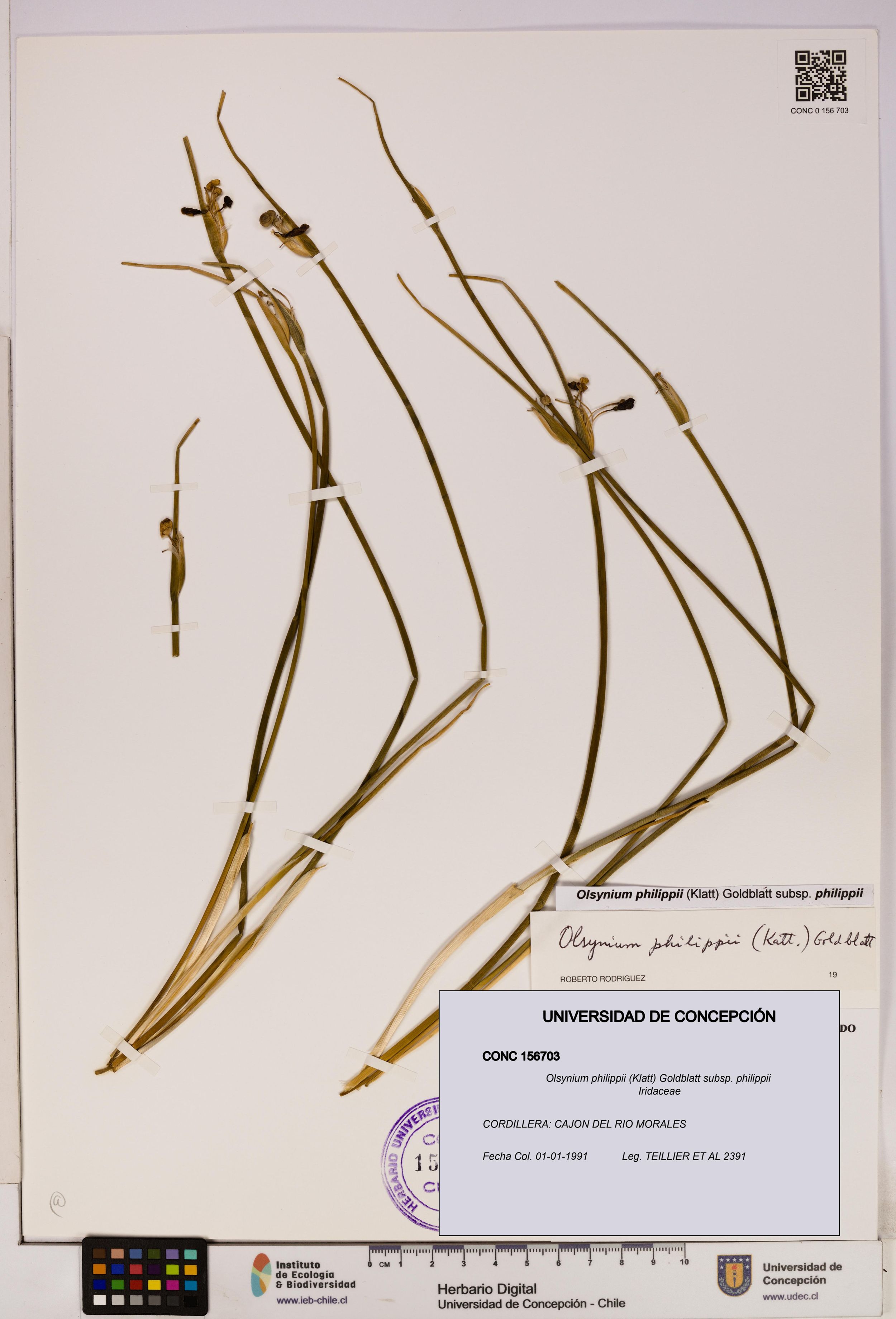 Olsynium philippii subsp. philippii [Espécimen: ]