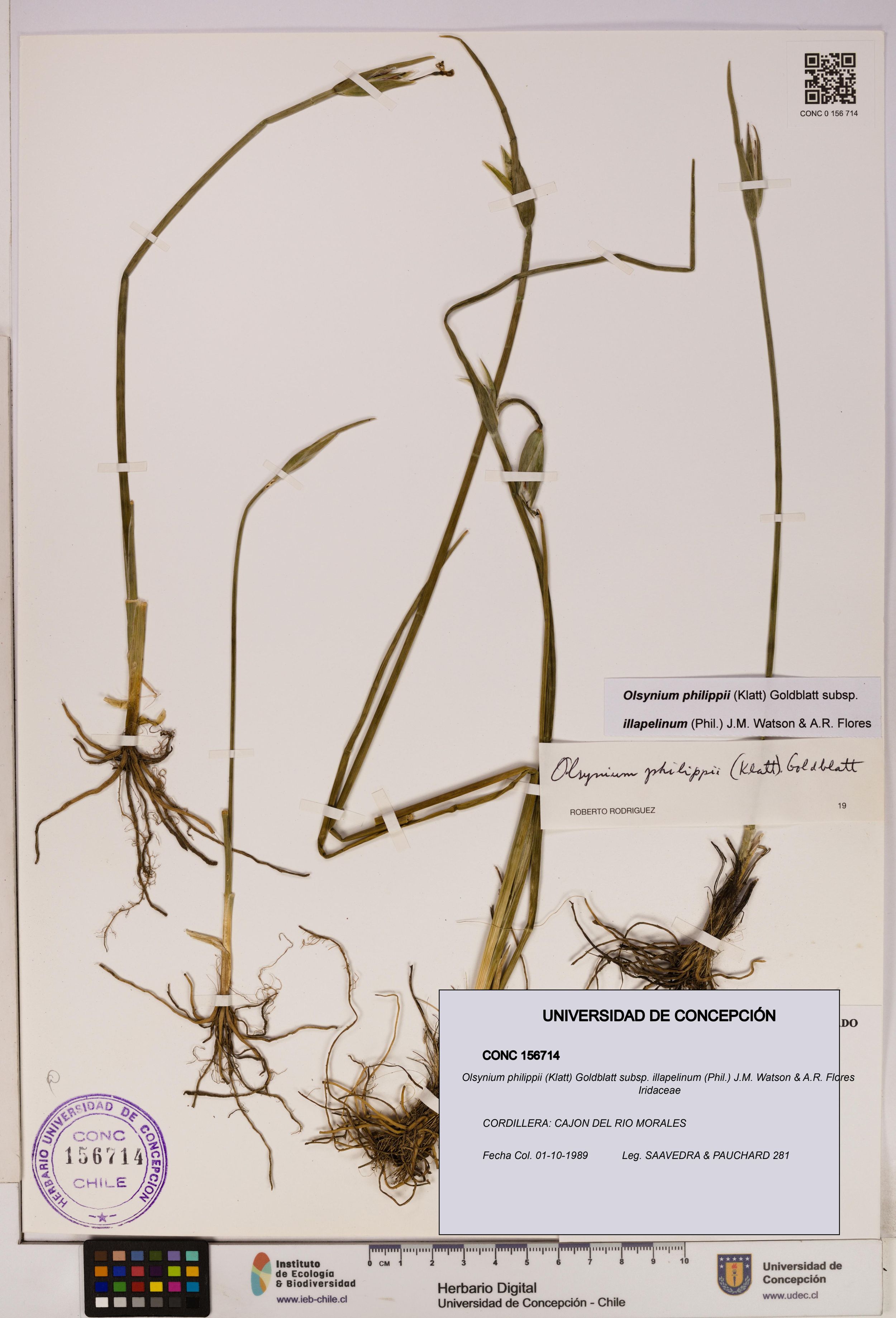 Olsynium philippii subsp. illapelinum [Espécimen: ]