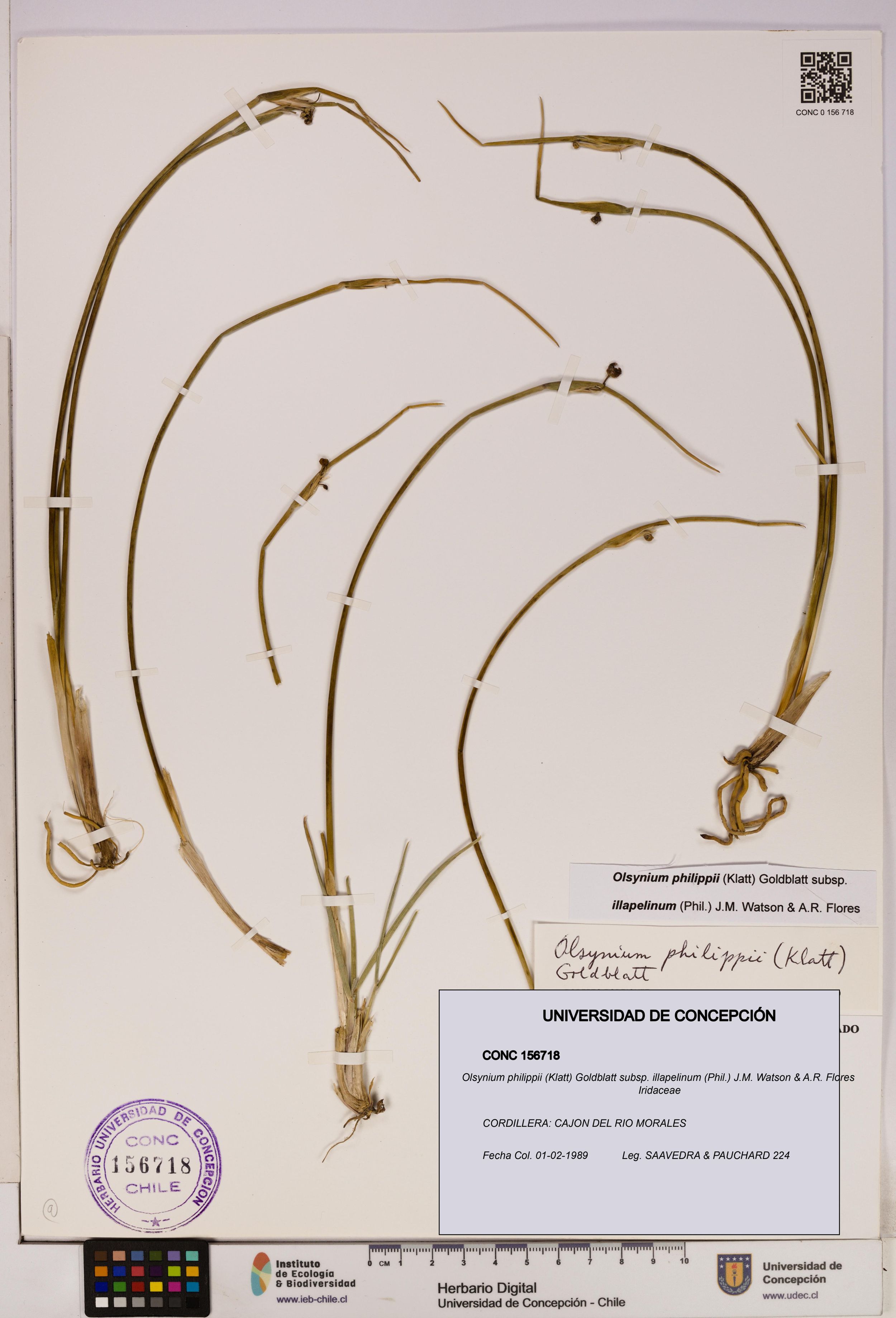 Olsynium philippii subsp. illapelinum [Espécimen: ]