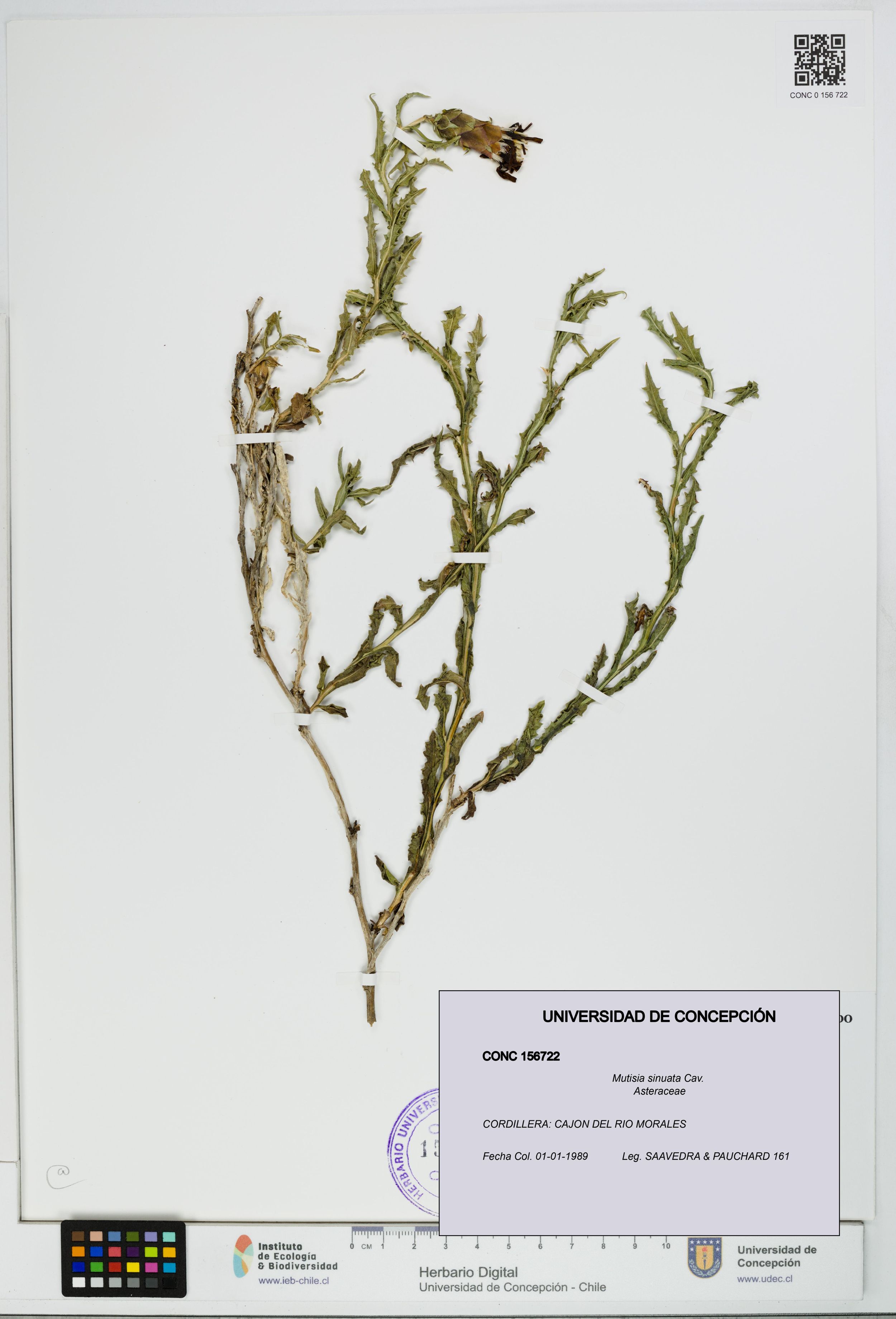 Mutisia sinuata [Espécimen: ]