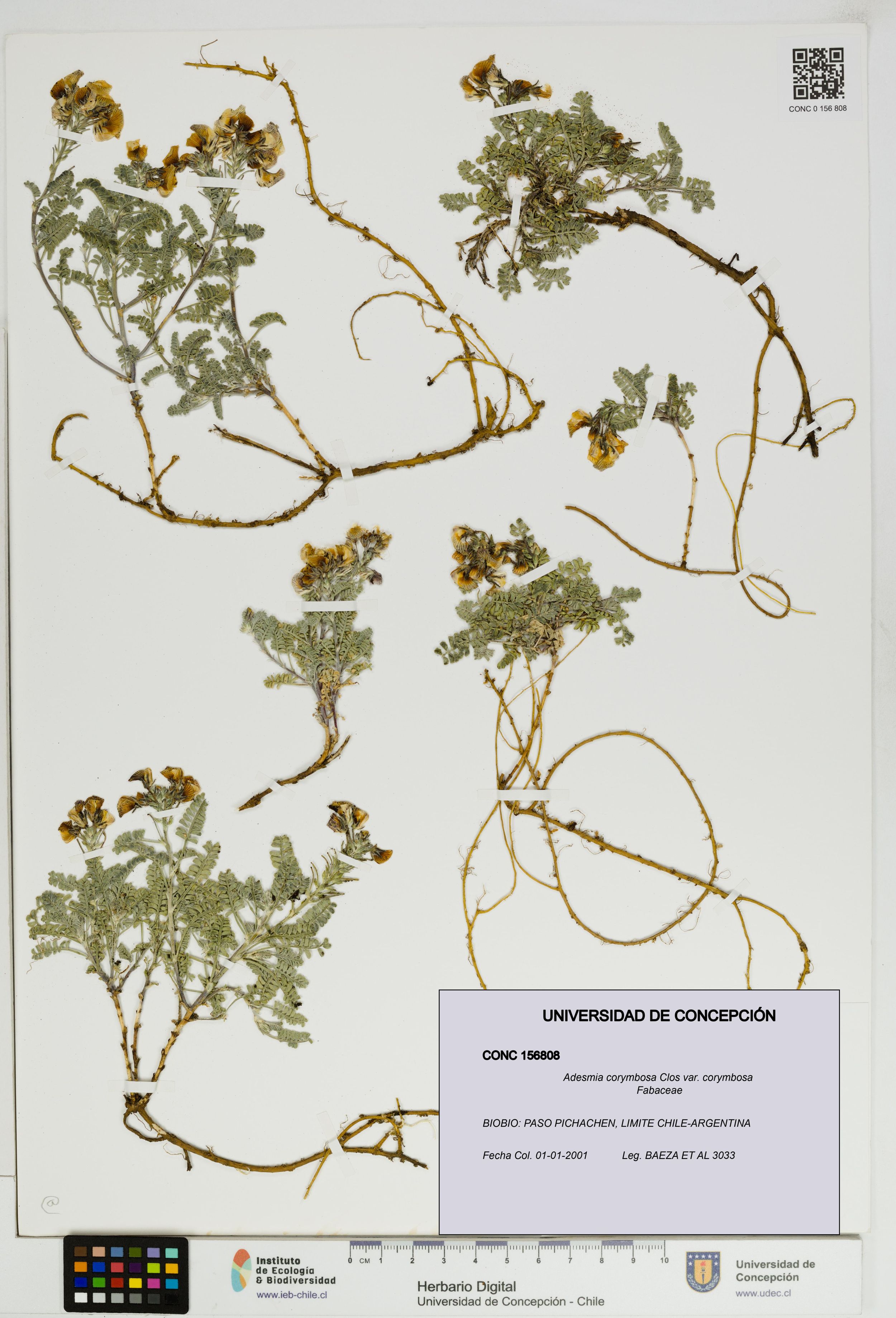 Adesmia corymbosa var. corymbosa [Espécimen: ]