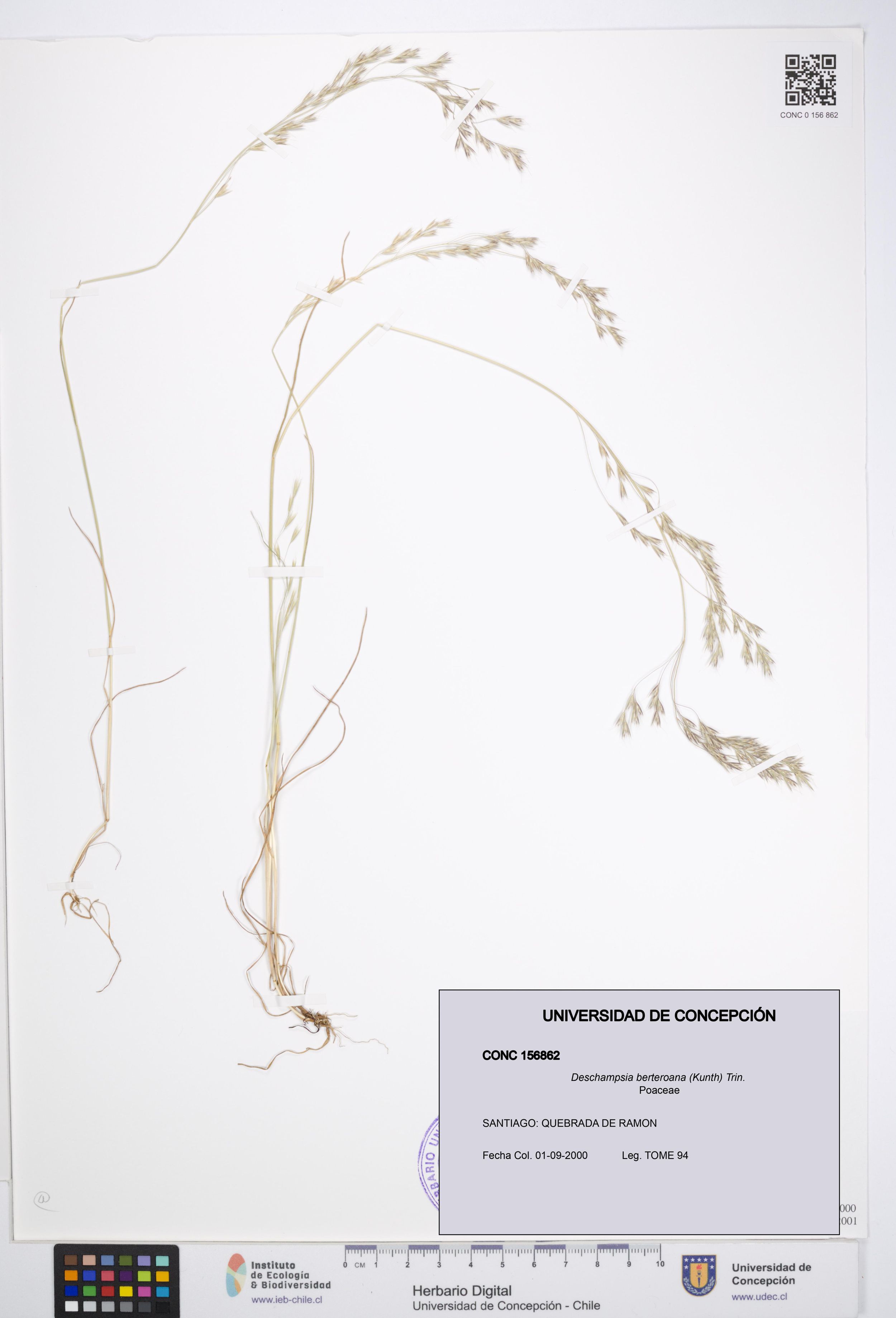 Deschampsia berteroana [Espécimen: ]