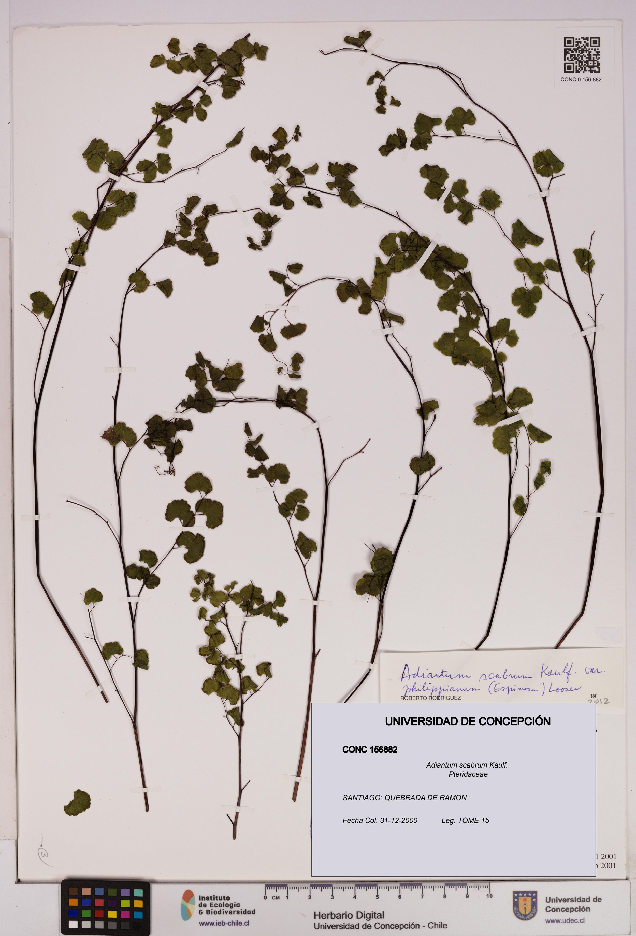 Adiantum scabrum [Espécimen: ]