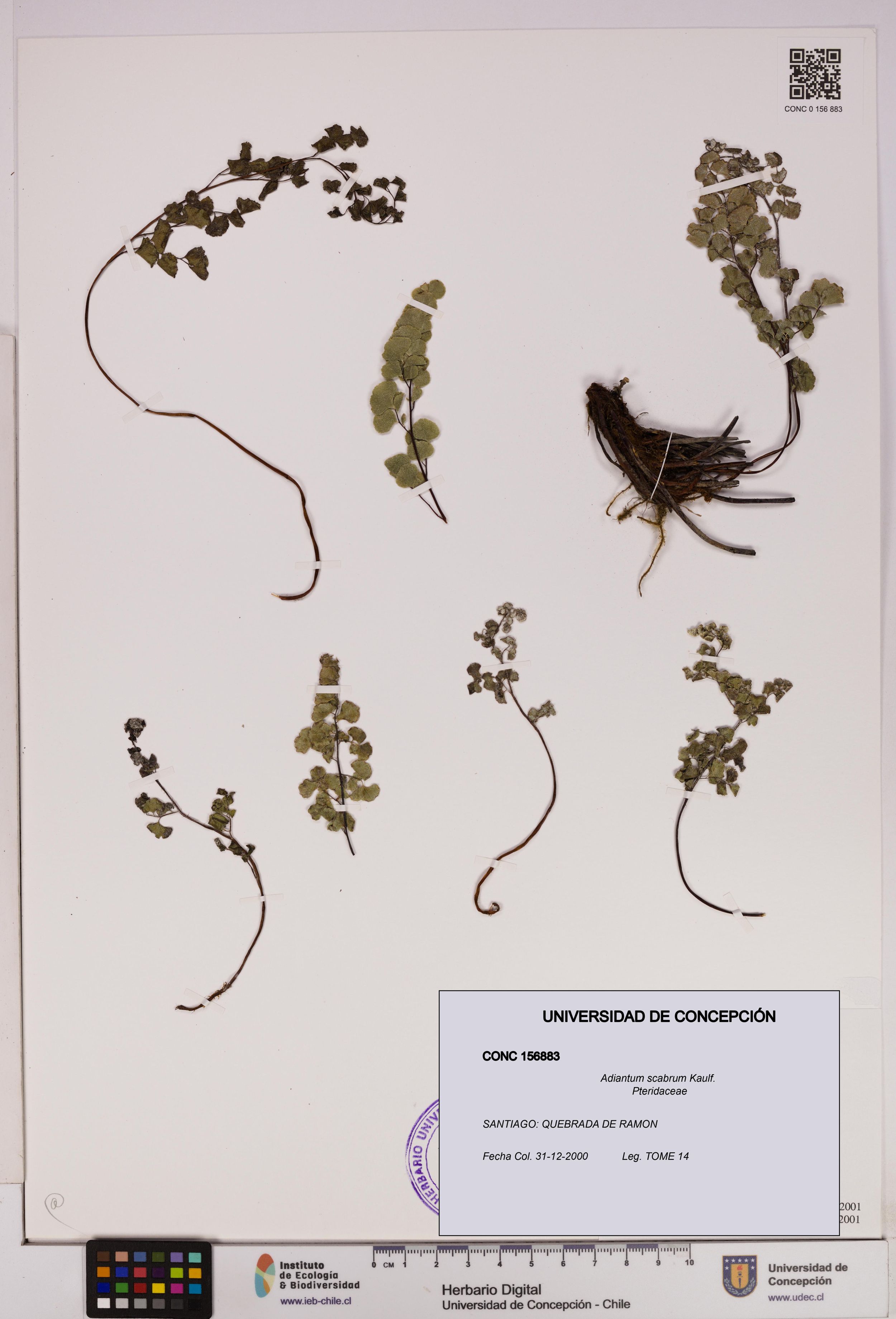 Adiantum scabrum [Espécimen: ]