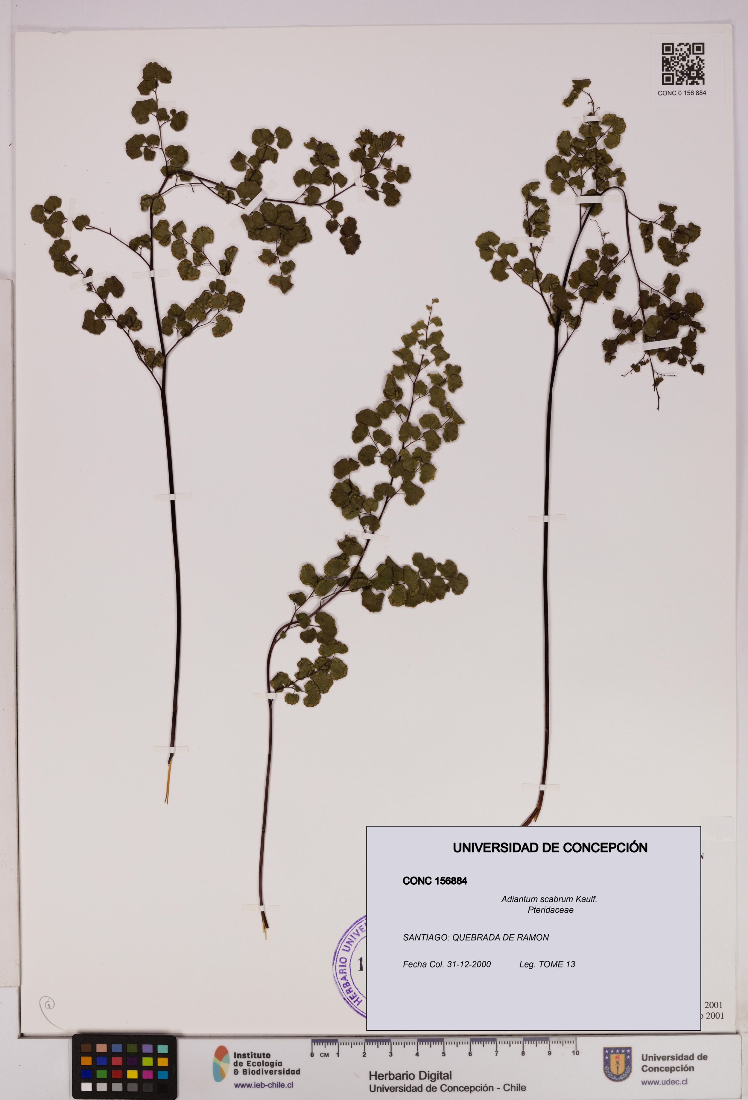 Adiantum scabrum [Espécimen: ]