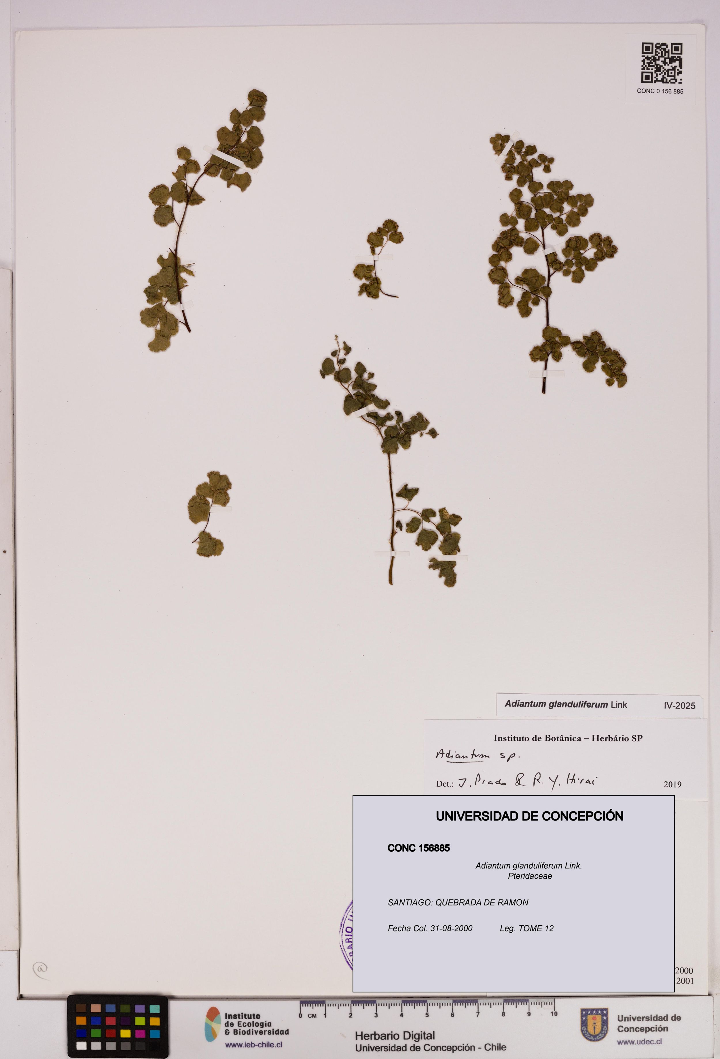 Adiantum glanduliferum [Espécimen: ]