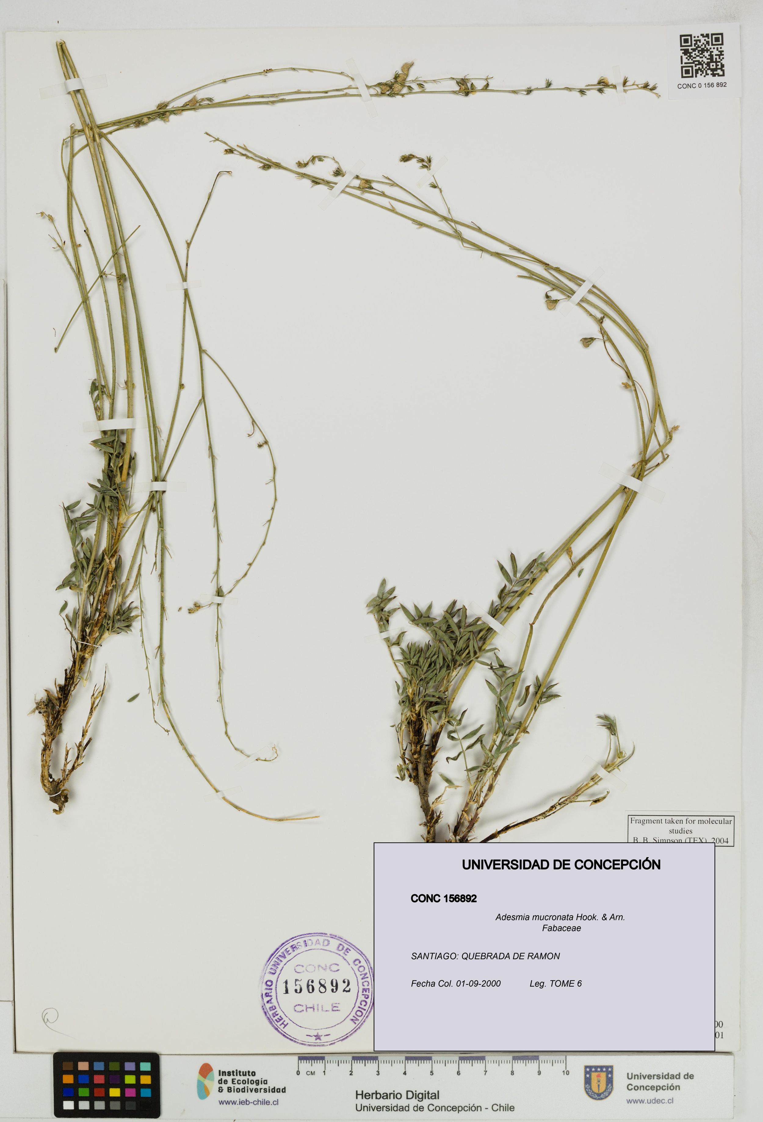 Adesmia mucronata [Espécimen: ]