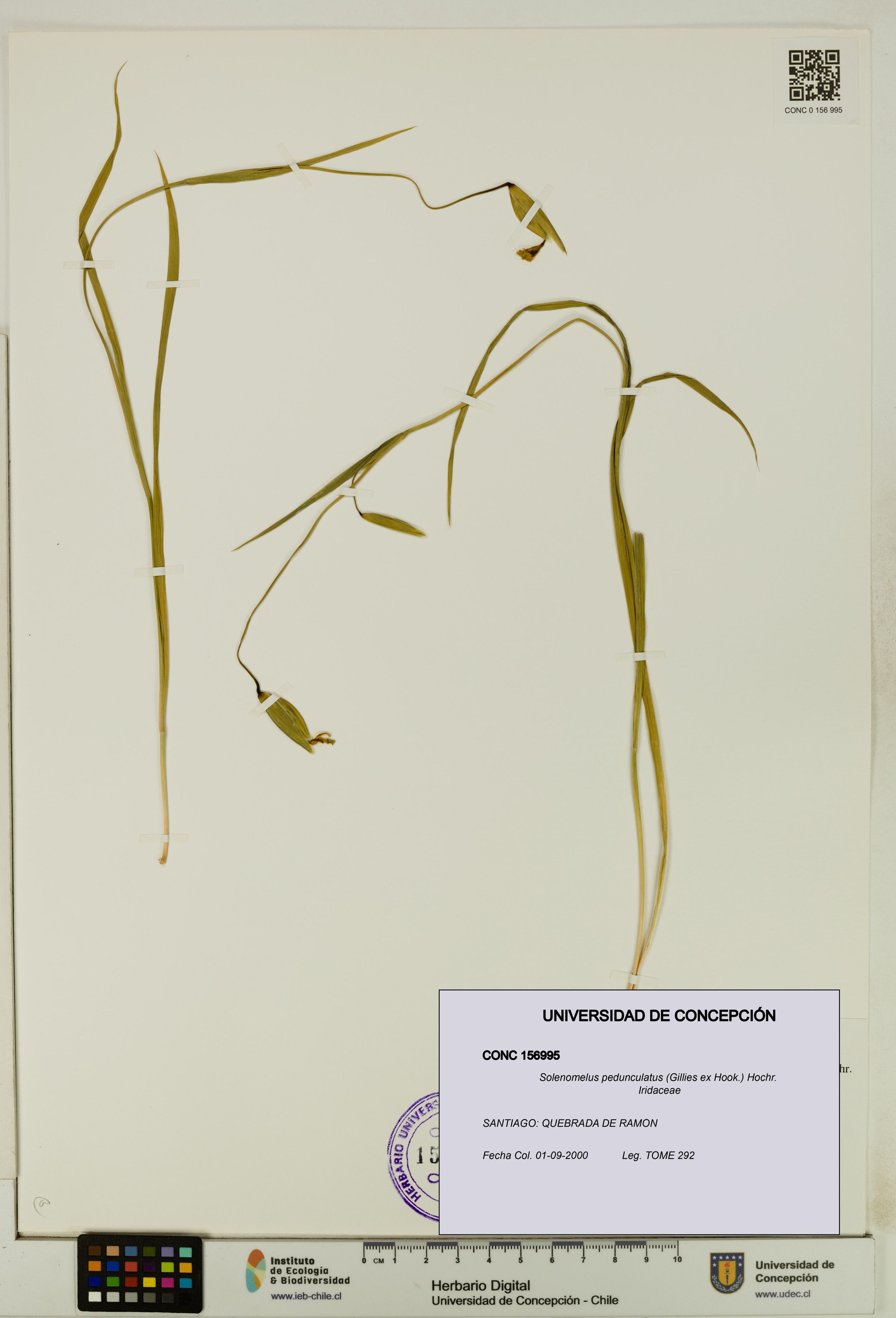 Solenomelus pedunculatus [Espécimen: ]