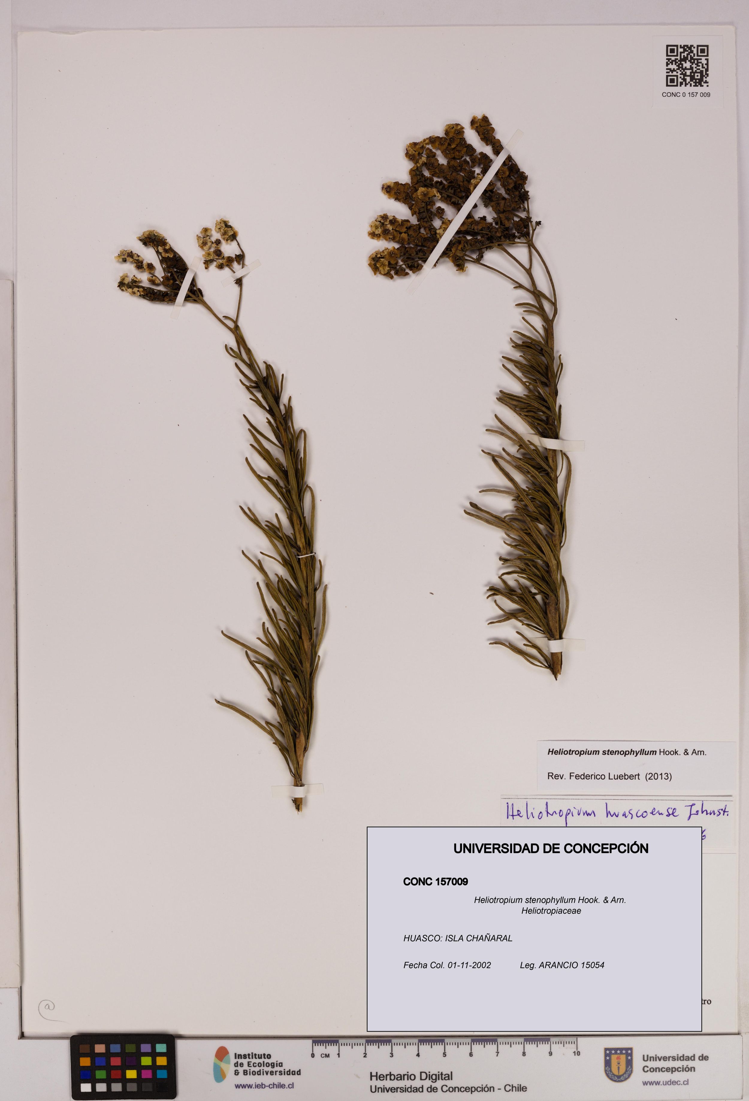 Heliotropium stenophyllum [Espécimen: ]