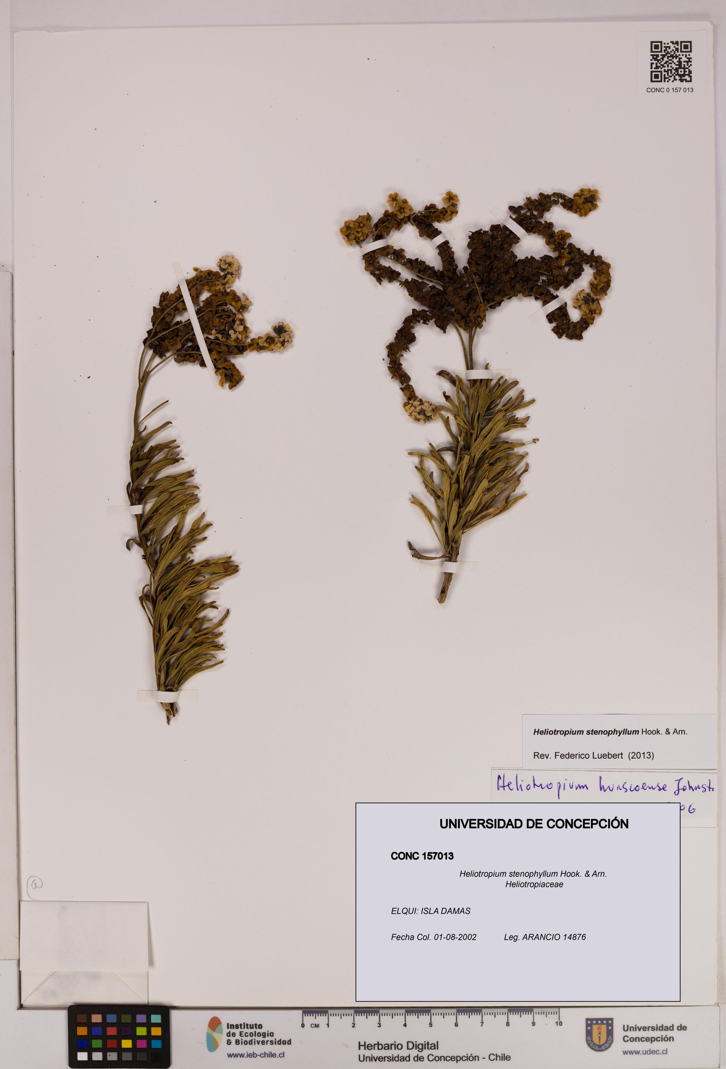 Heliotropium stenophyllum [Espécimen: ]