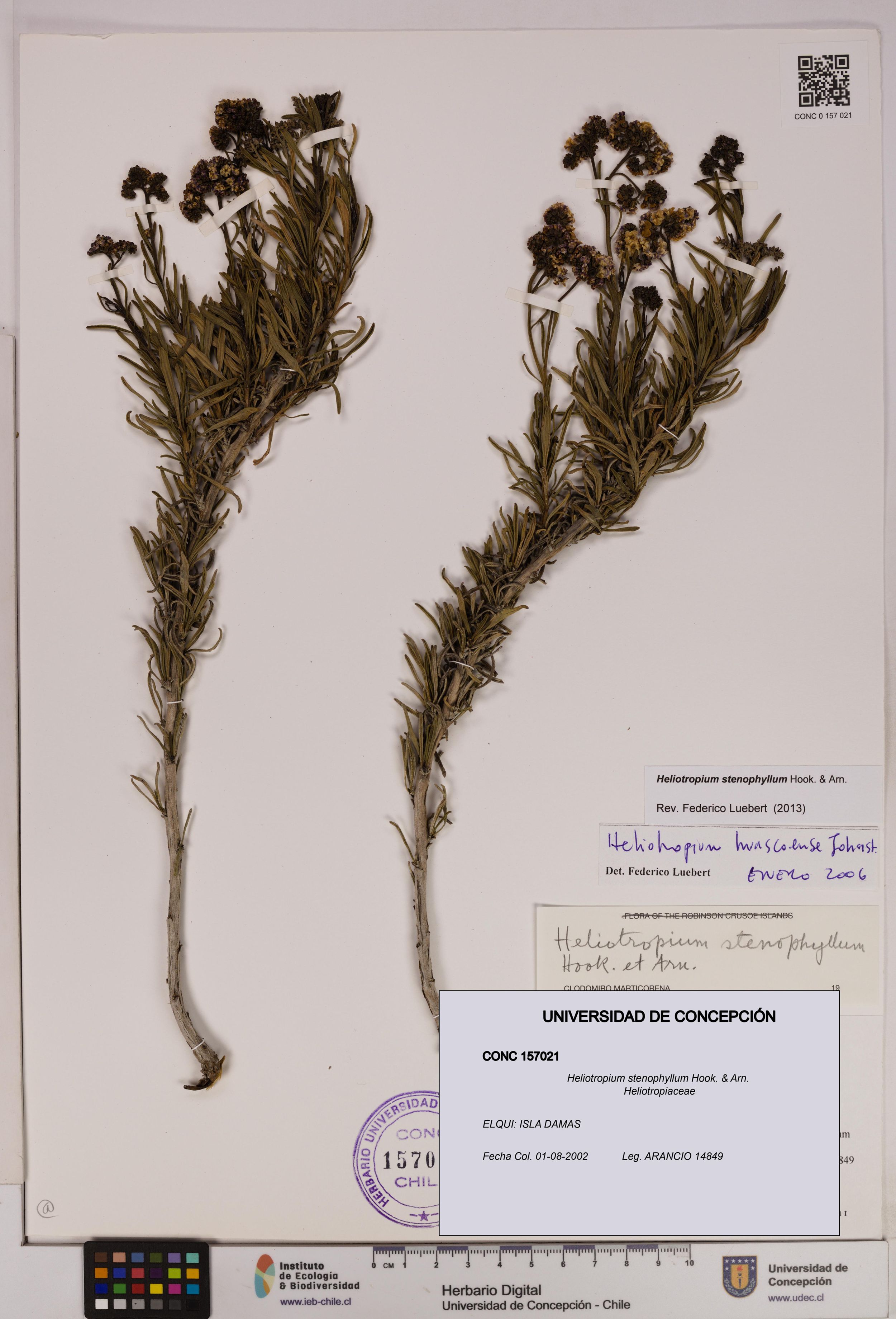 Heliotropium stenophyllum [Espécimen: ]