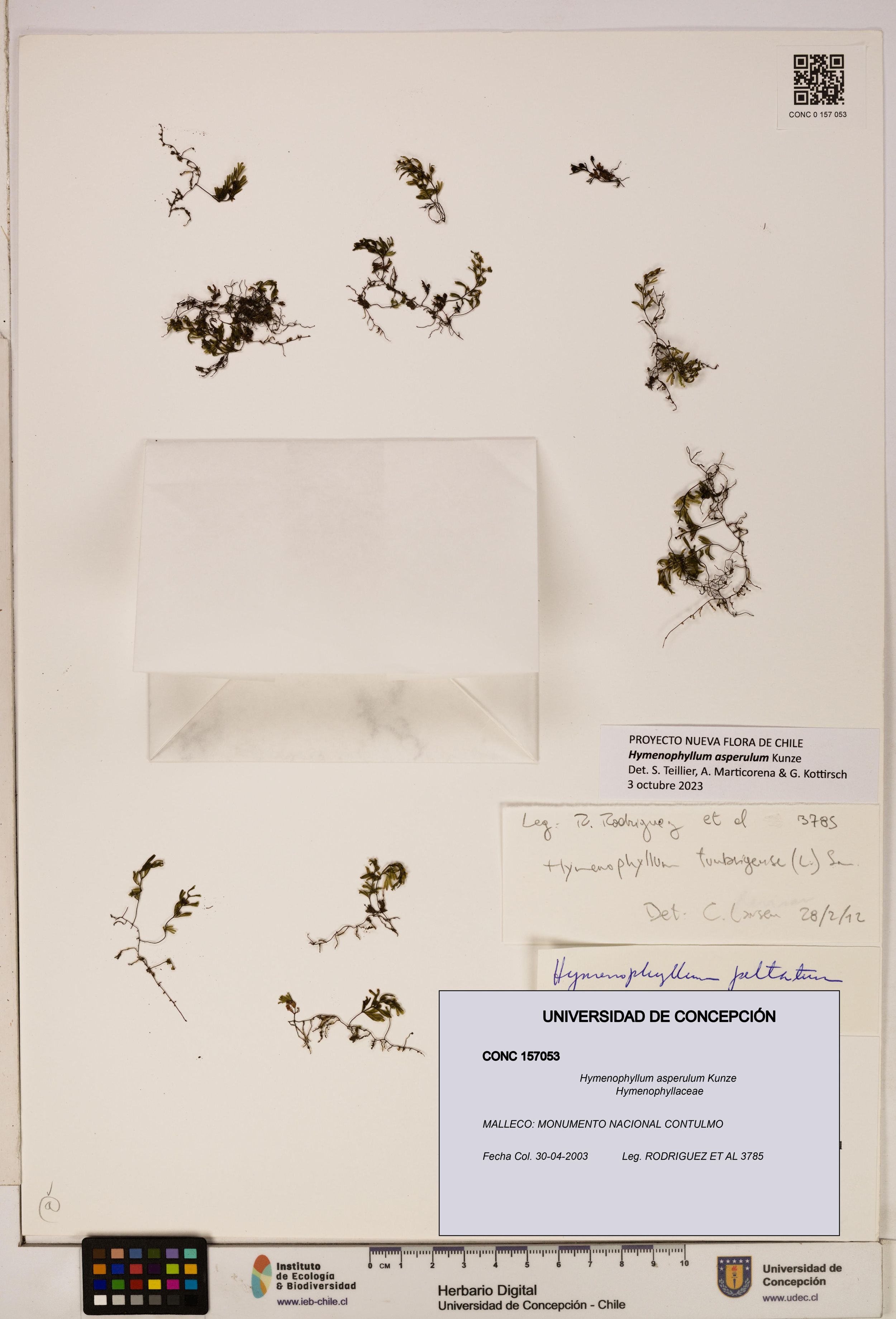 Hymenophyllum asperulum [Espécimen: ]
