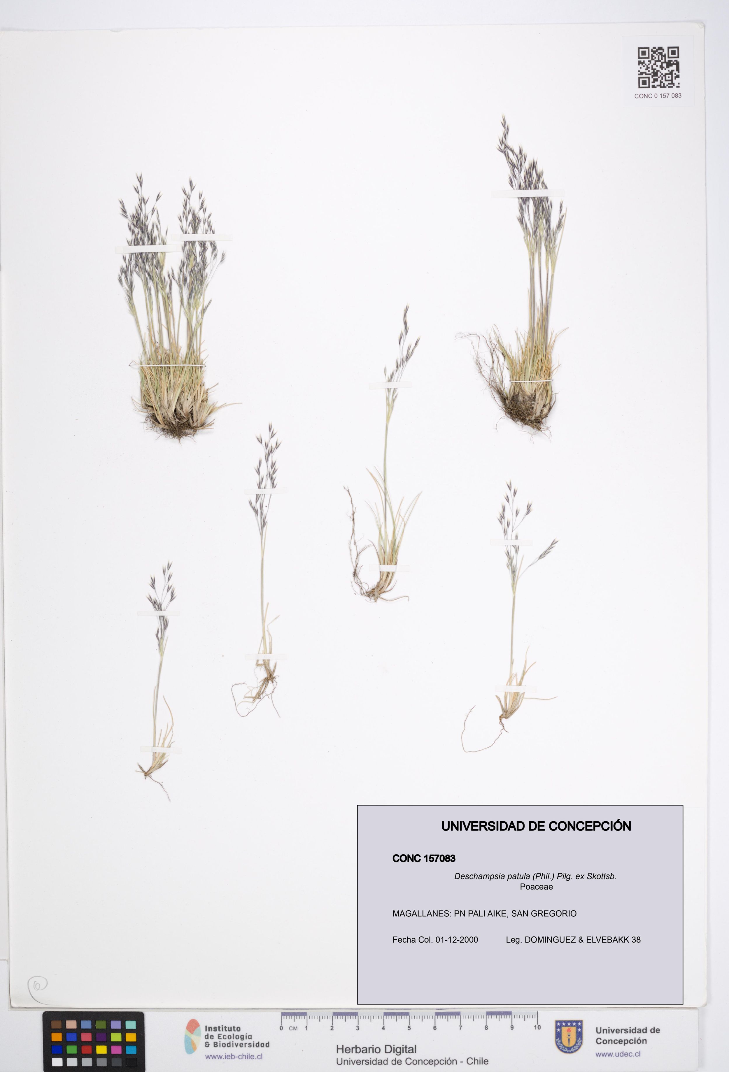 Deschampsia patula [Espécimen: ]