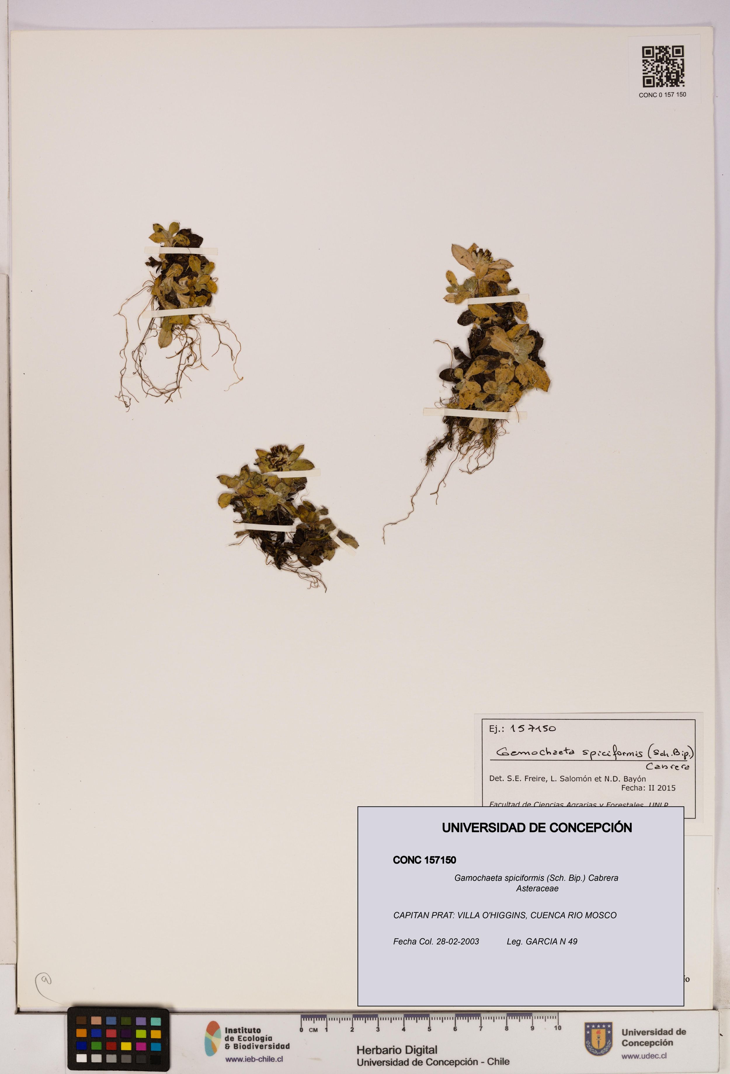 Gamochaeta spiciformis [Espécimen: ]