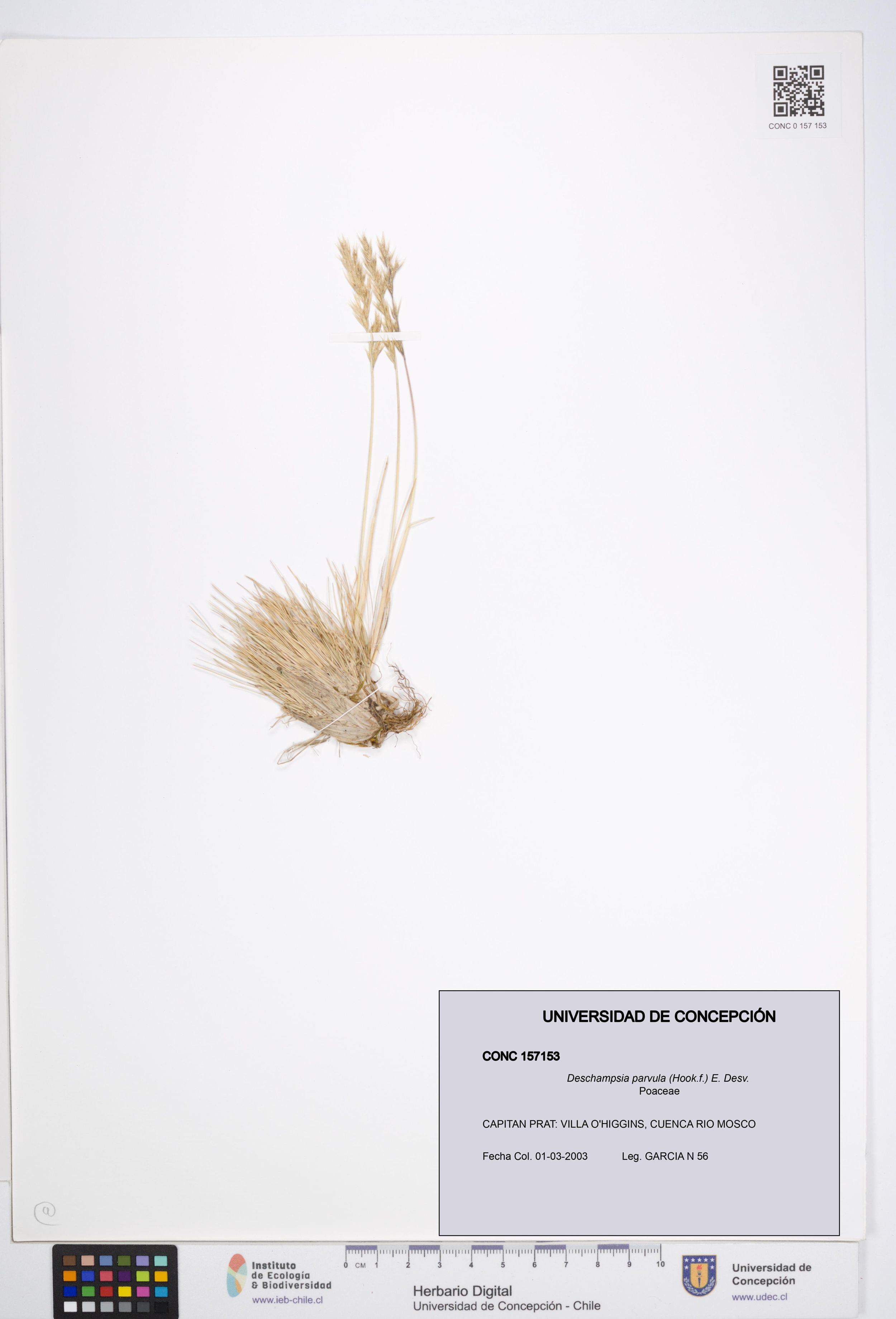 Deschampsia parvula [Espécimen: ]