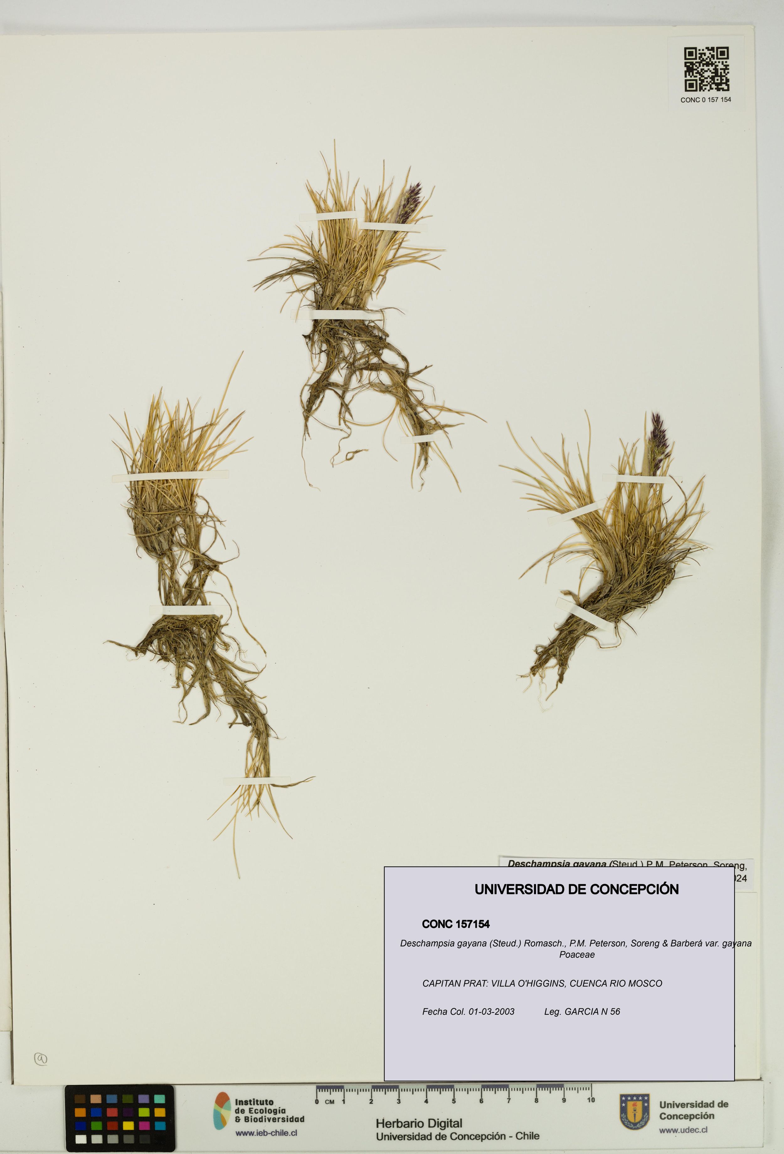 Deschampsia gayana var. gayana [Espécimen: ]
