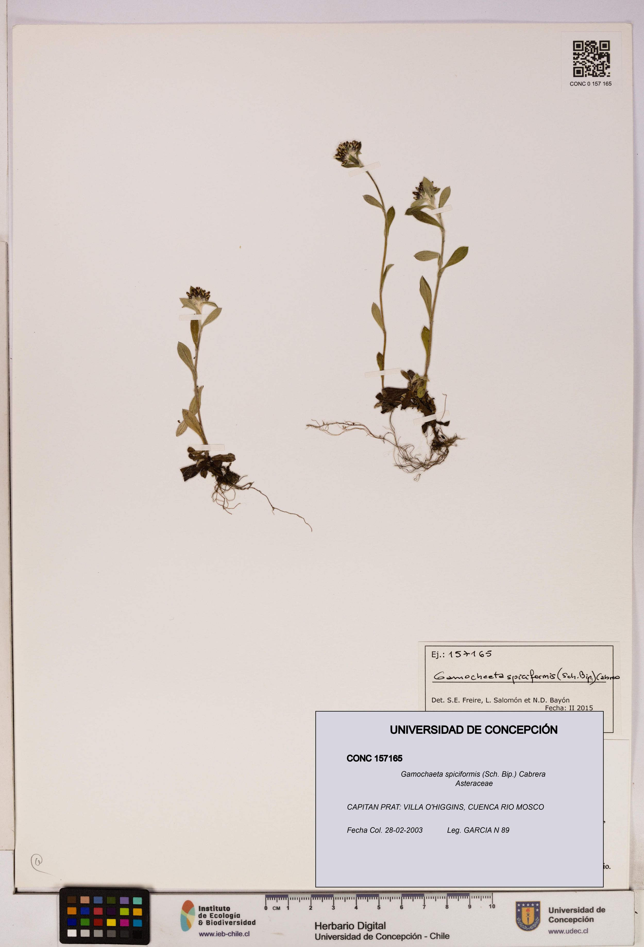 Gamochaeta spiciformis [Espécimen: ]
