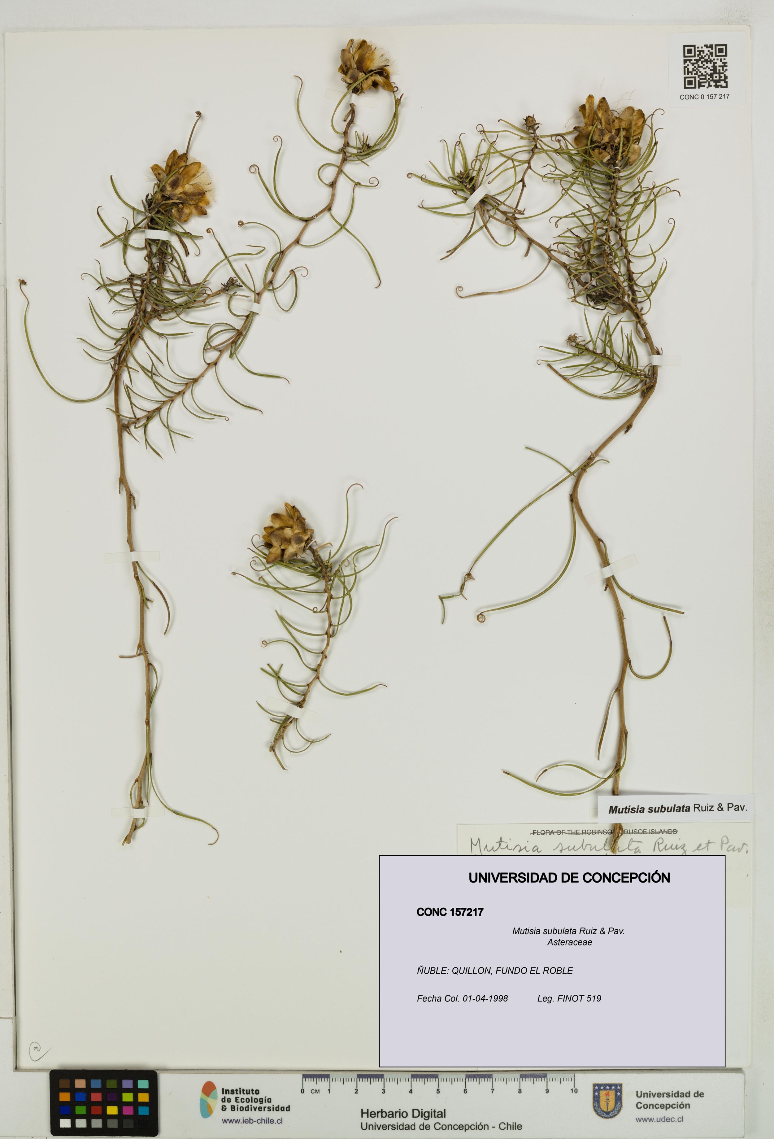 Mutisia subulata [Espécimen: ]