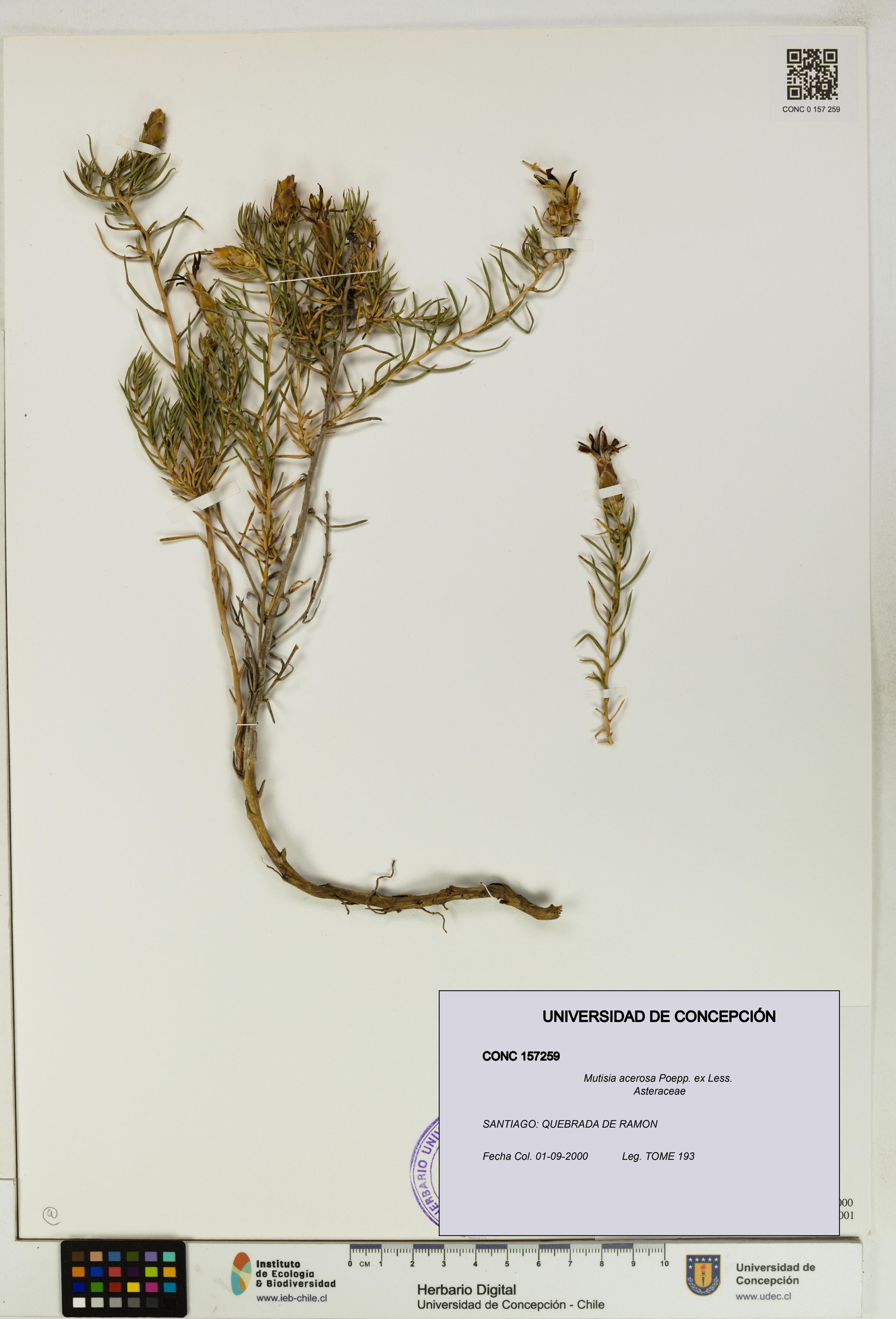Mutisia acerosa [Espécimen: ]