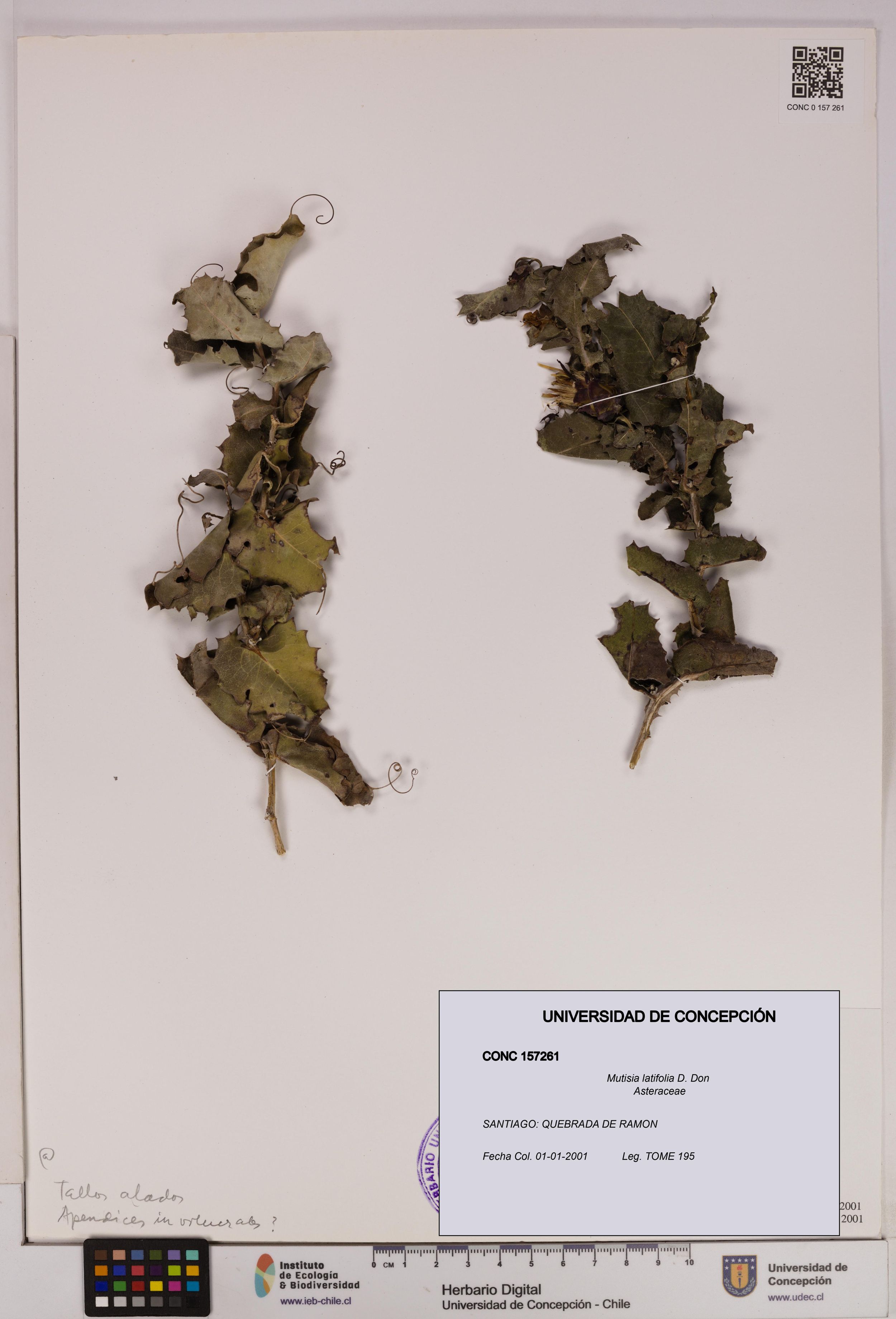 Mutisia latifolia [Espécimen: ]