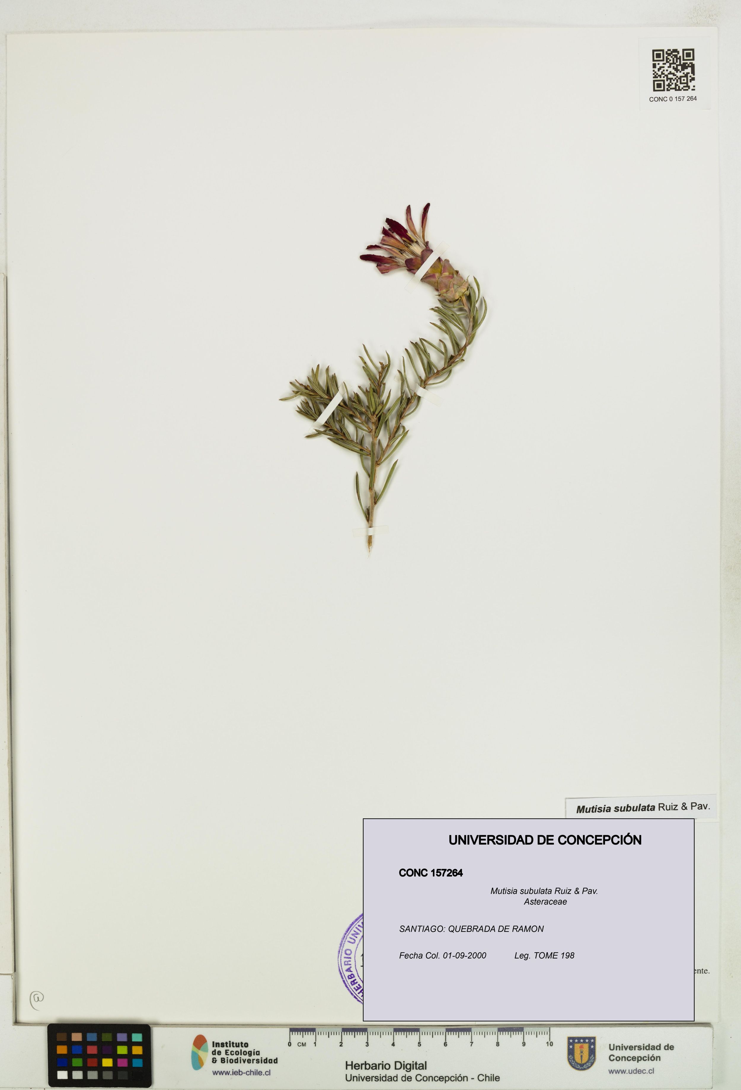 Mutisia subulata [Espécimen: ]