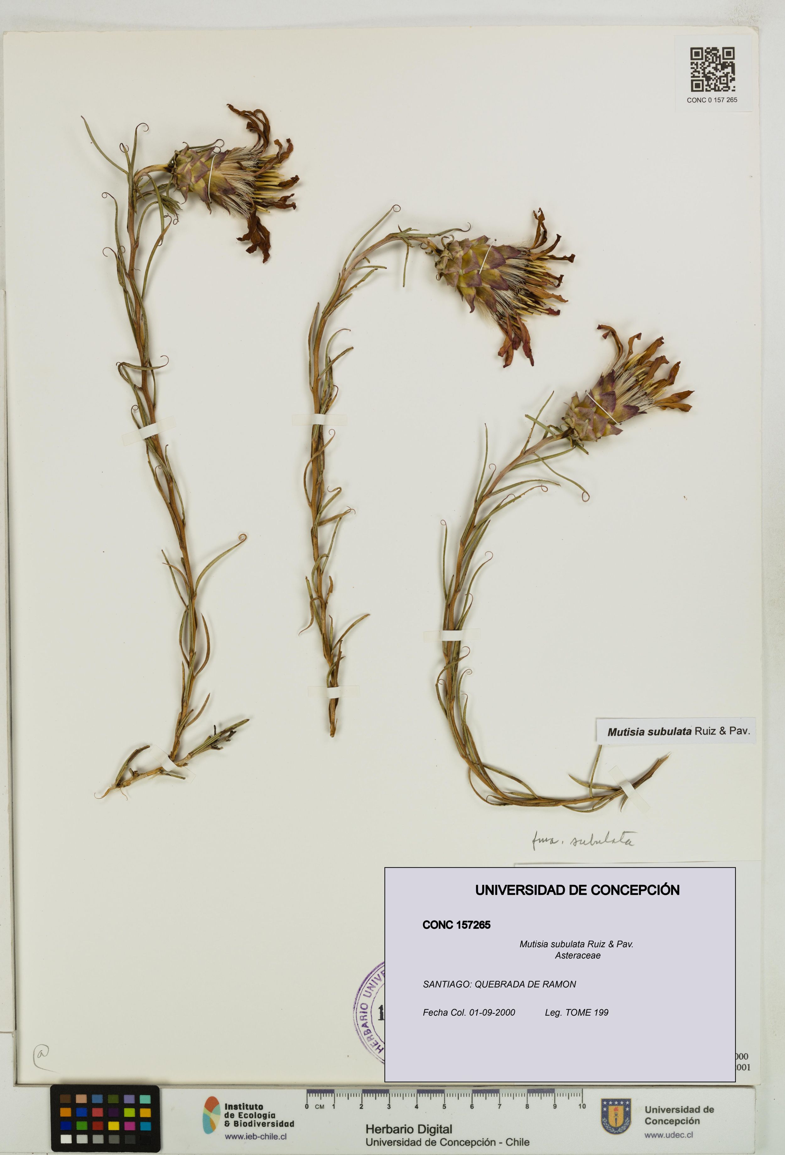 Mutisia subulata [Espécimen: ]