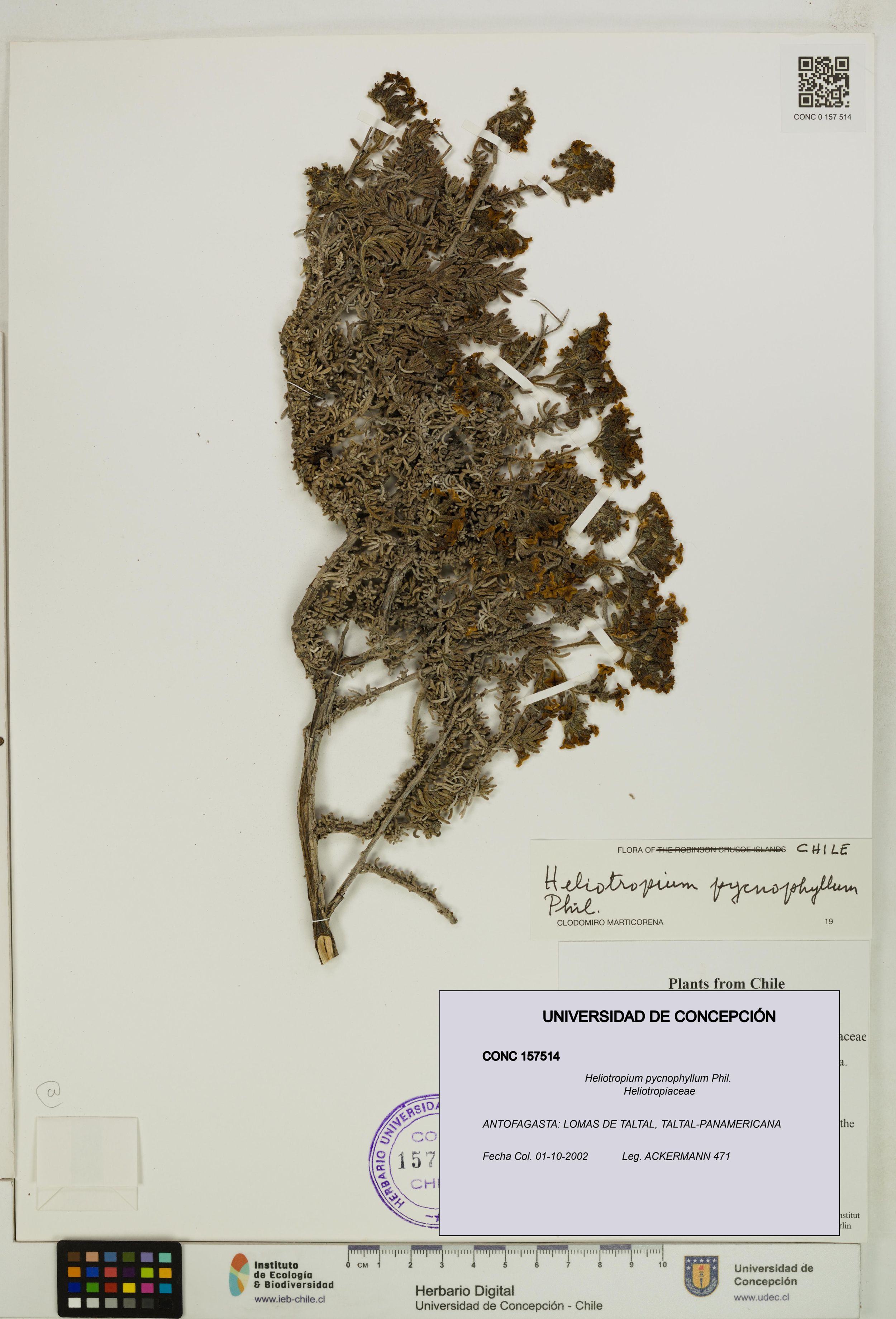 Heliotropium pycnophyllum [Espécimen: ]