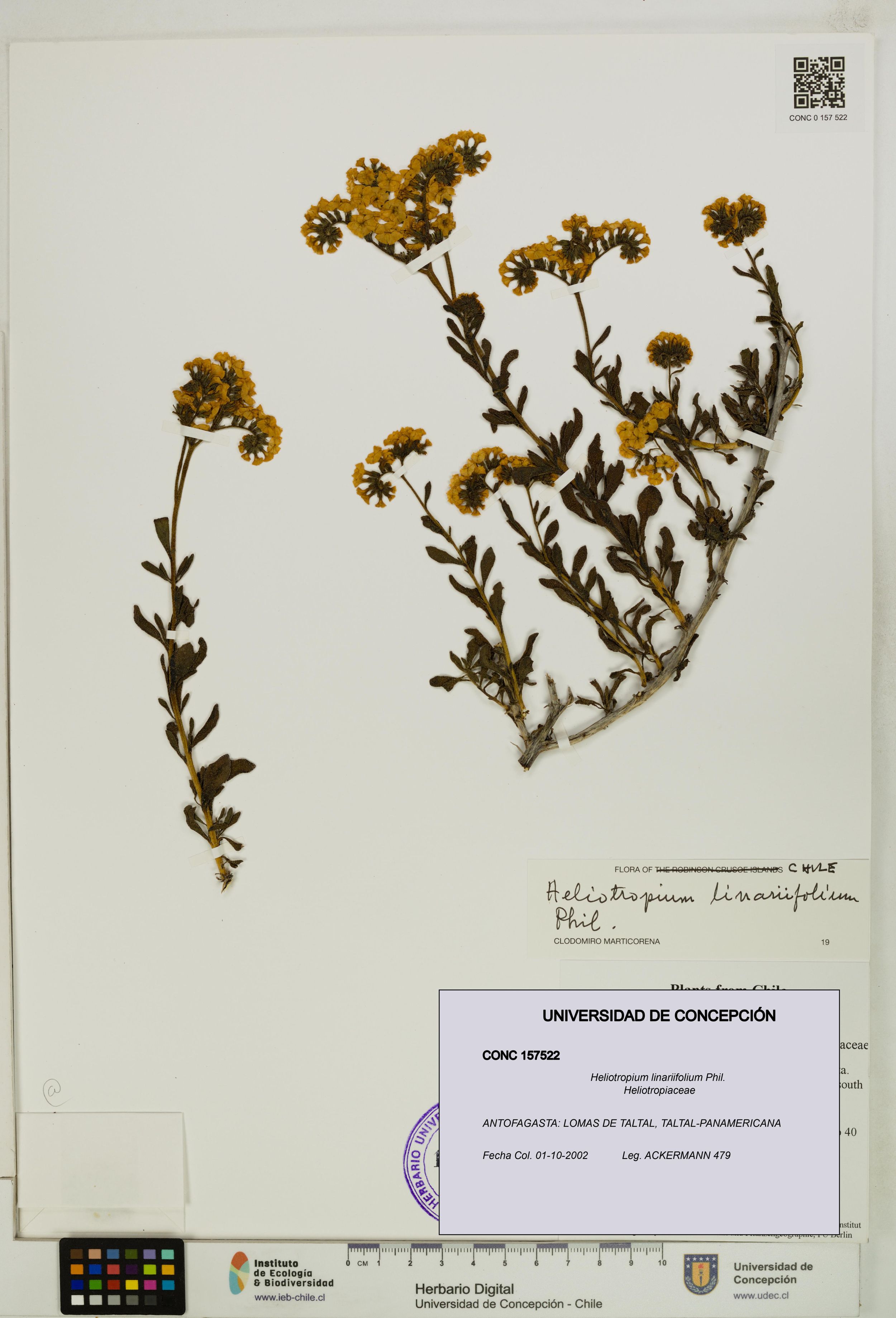 Heliotropium linariifolium [Espécimen: ]