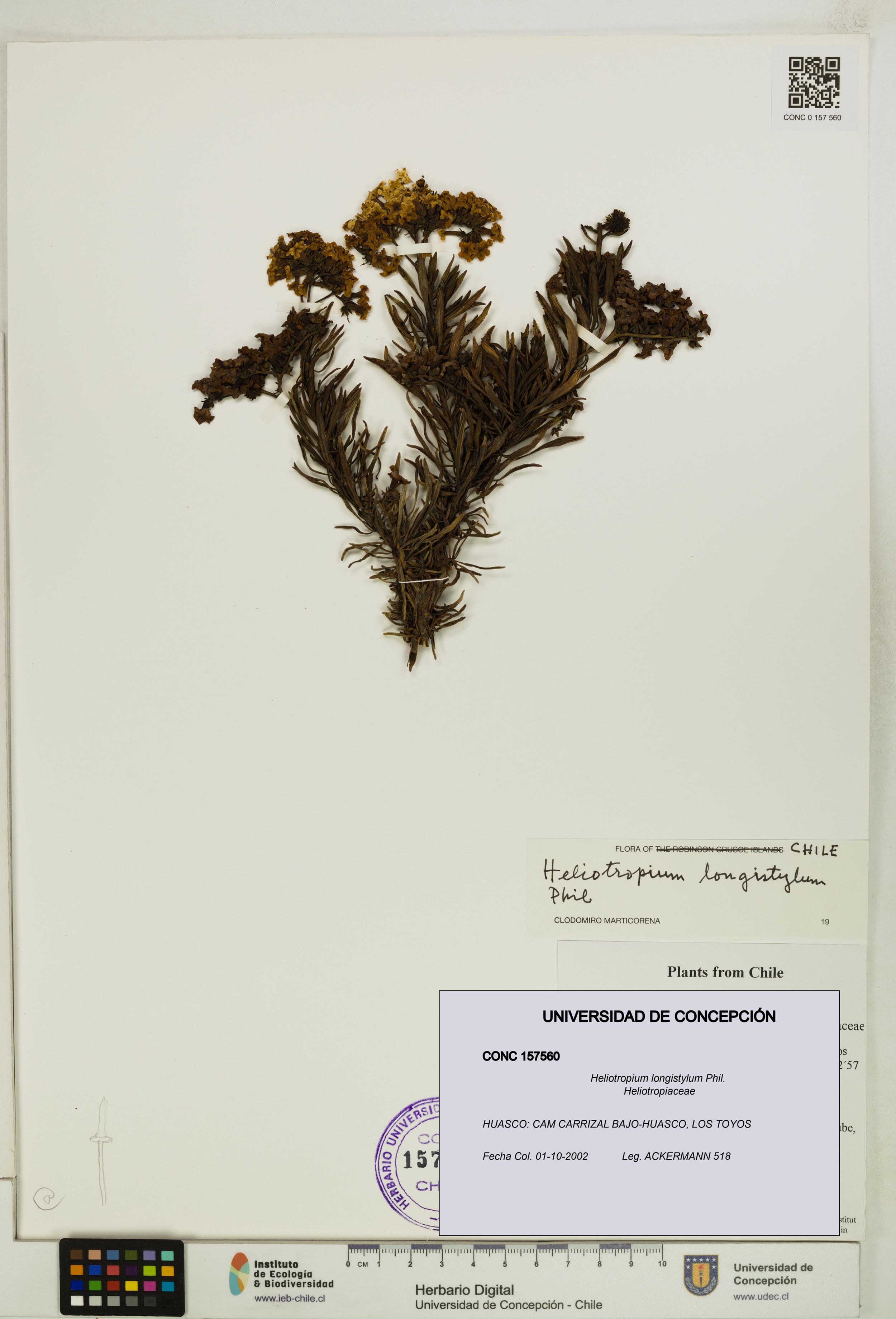 Heliotropium longistylum [Espécimen: ]