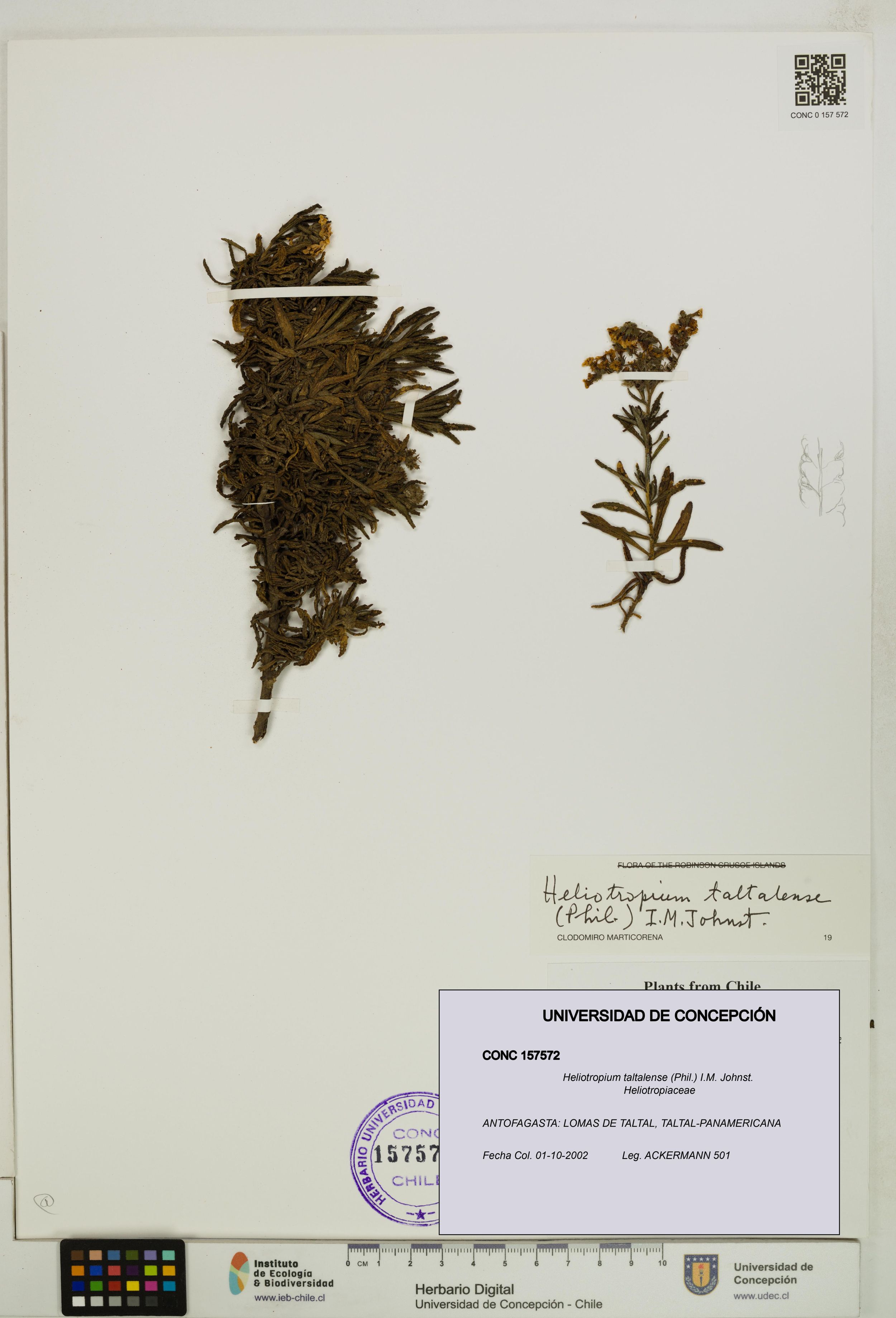 Heliotropium taltalense [Espécimen: ]