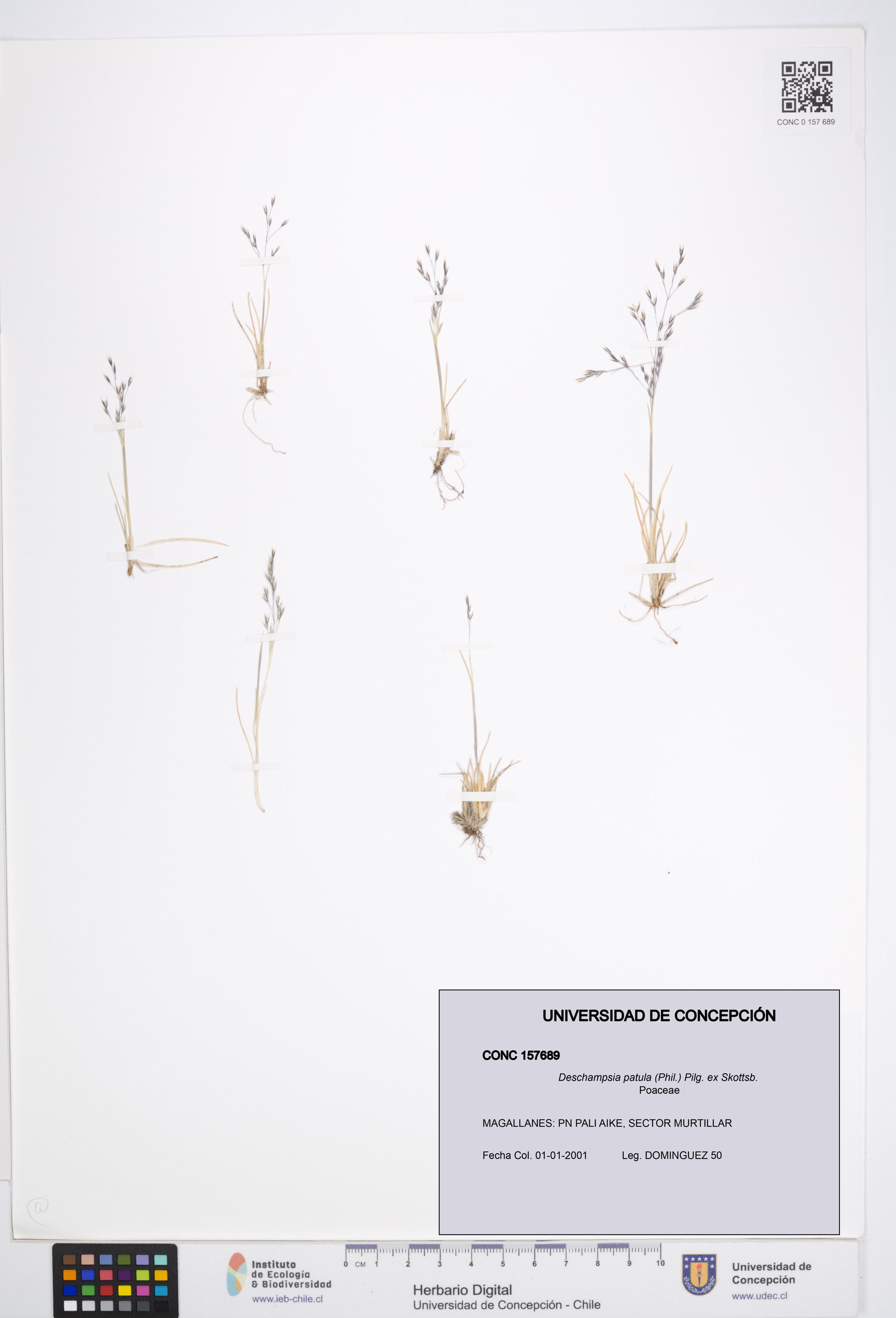 Deschampsia patula [Espécimen: ]