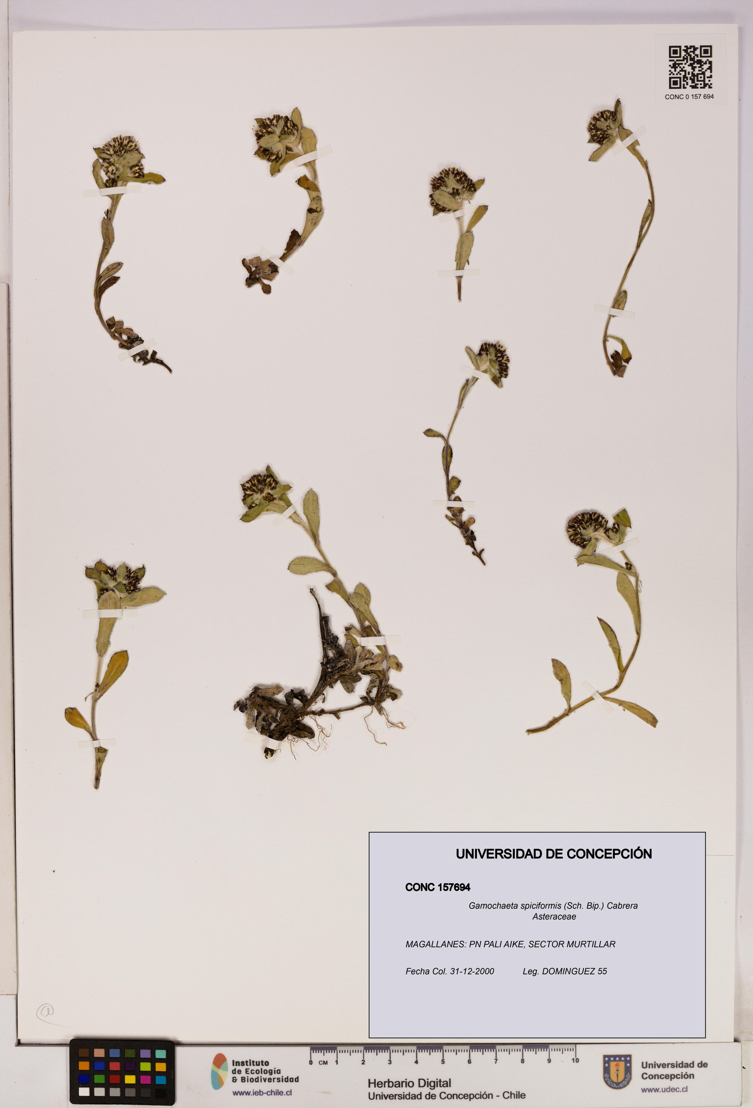 Gamochaeta spiciformis [Espécimen: ]