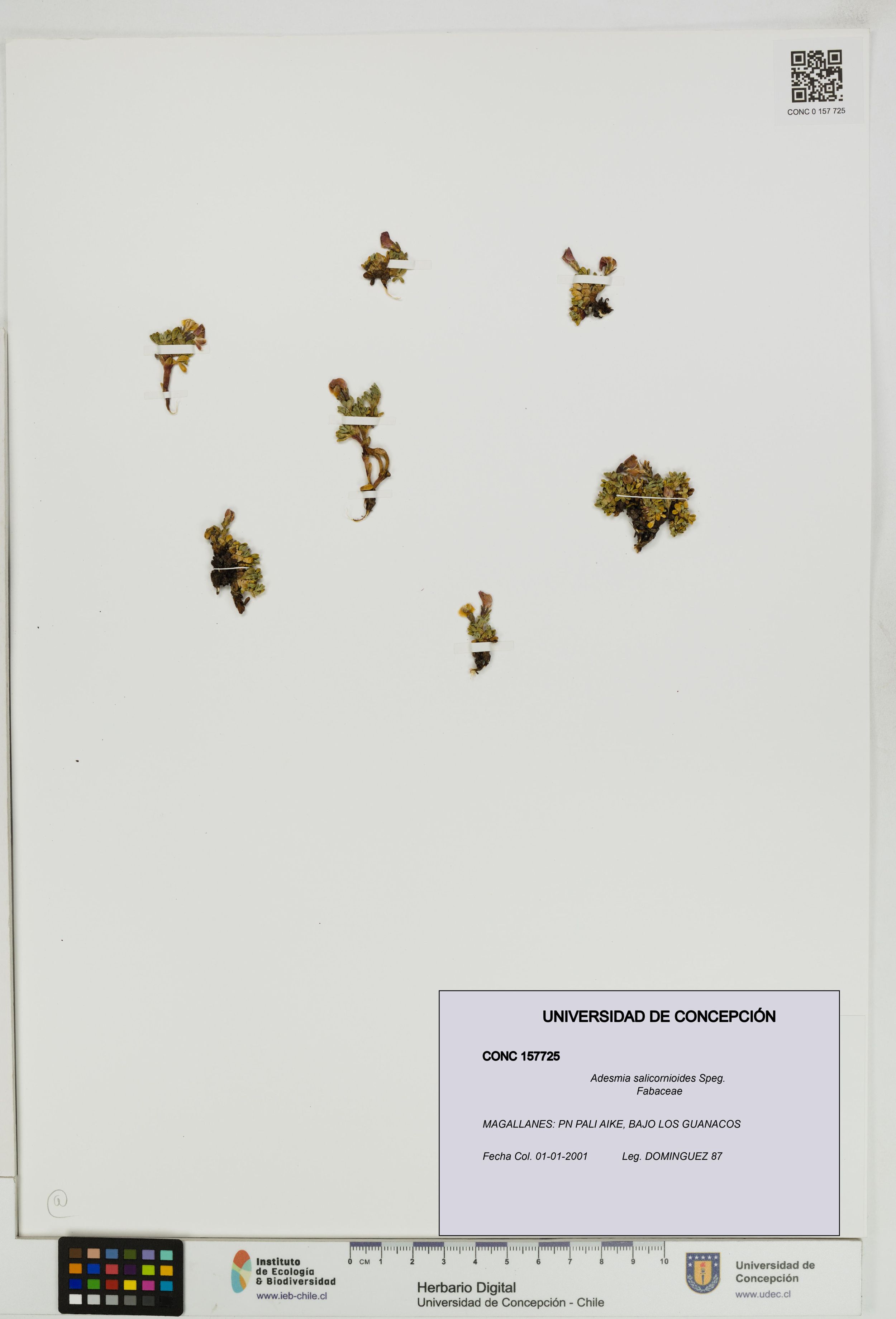 Adesmia salicornioides [Espécimen: ]