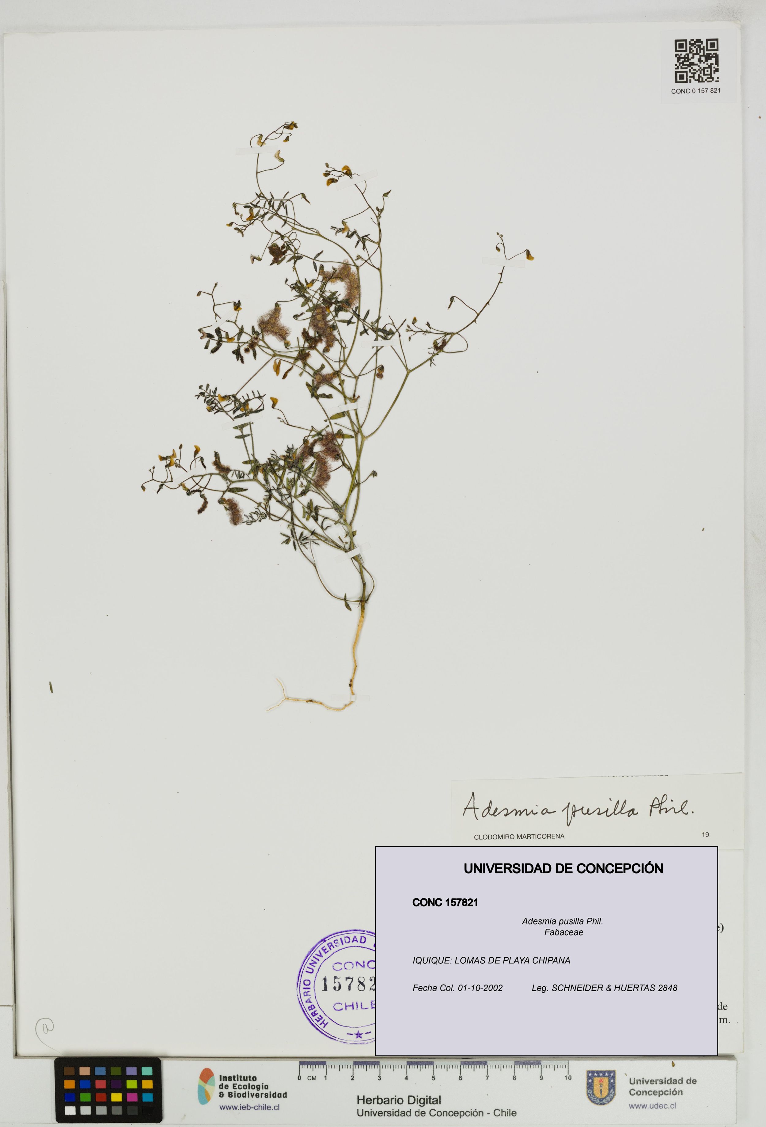 Adesmia pusilla [Espécimen: ]