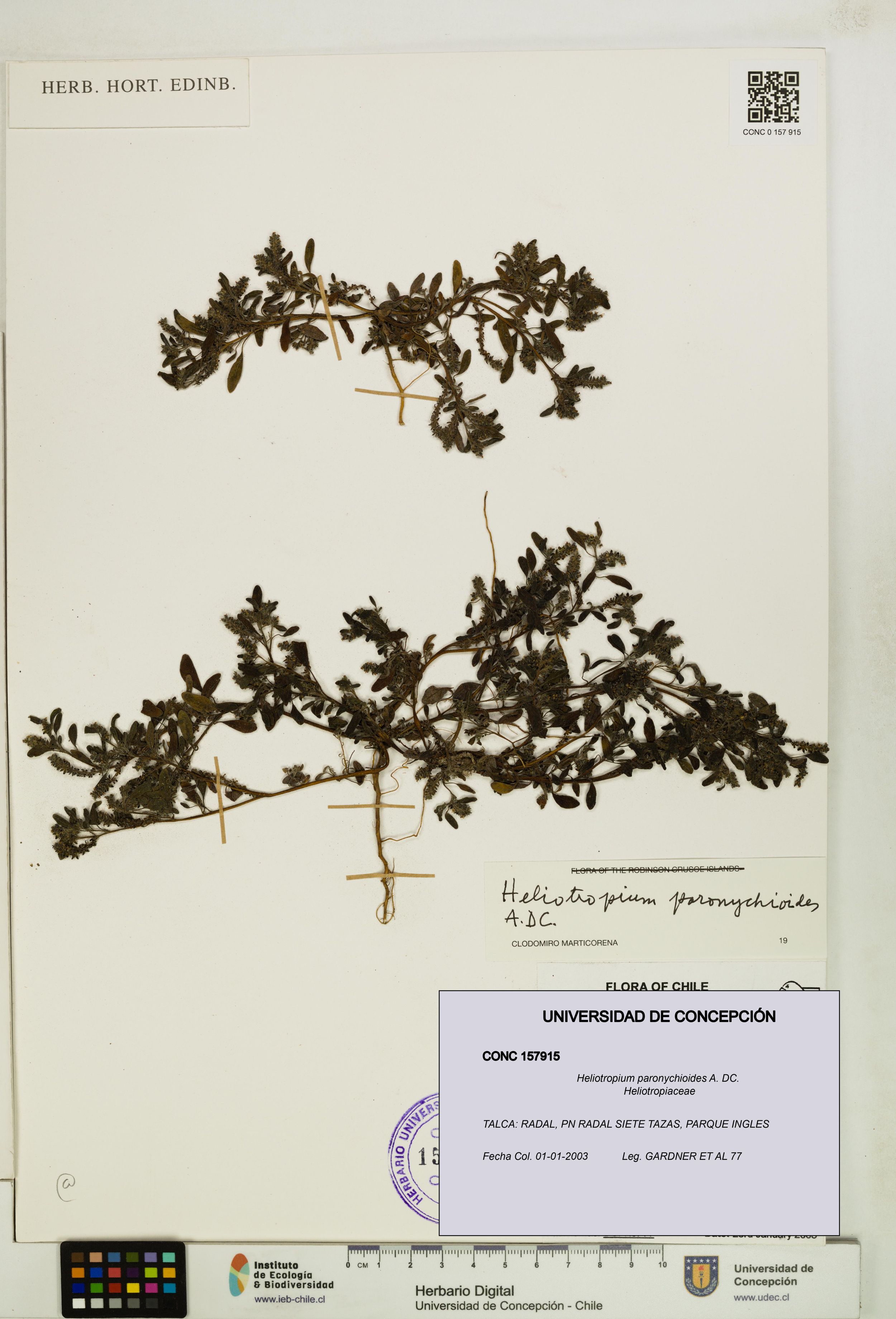 Heliotropium paronychioides [Espécimen: ]