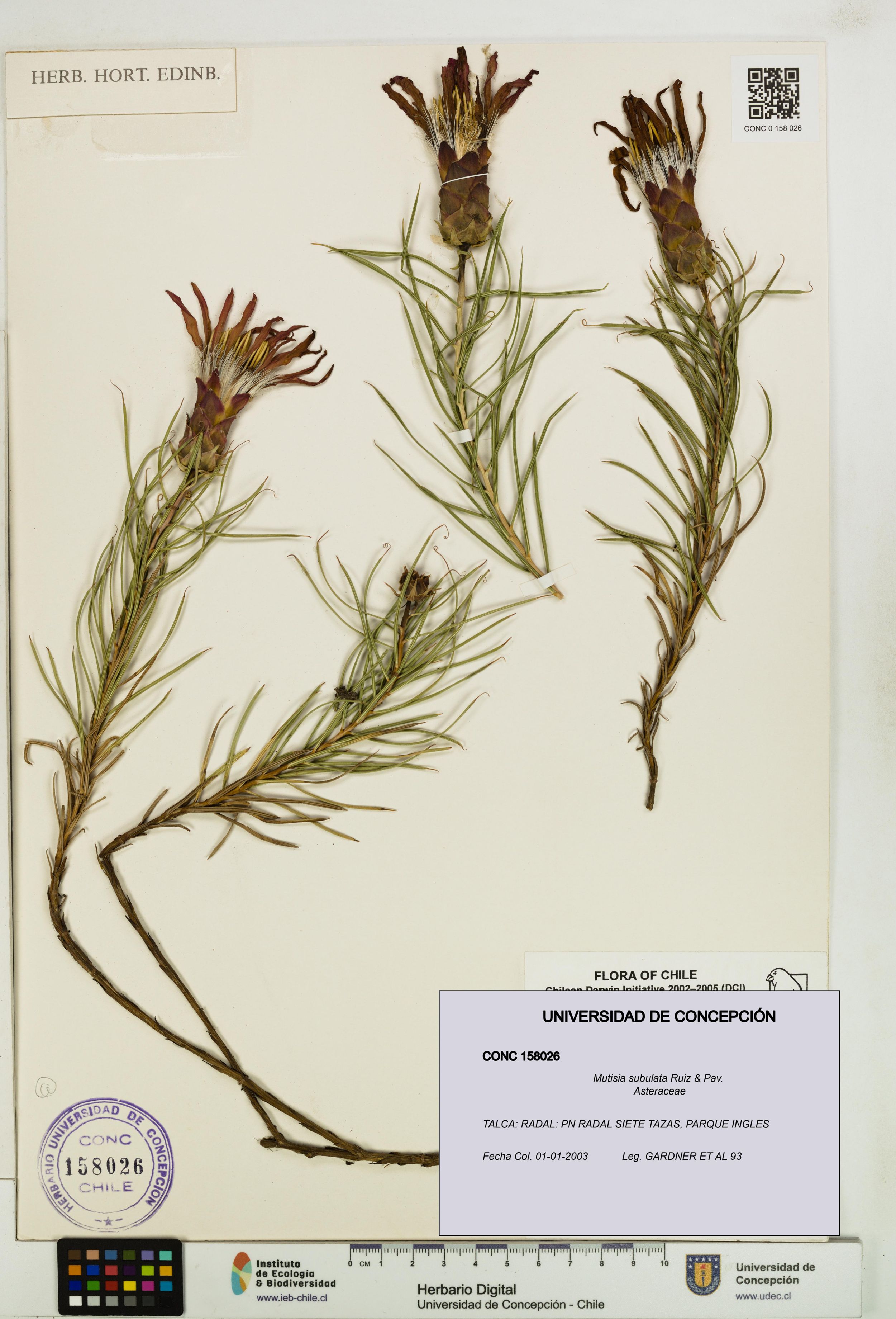 Mutisia subulata [Espécimen: ]