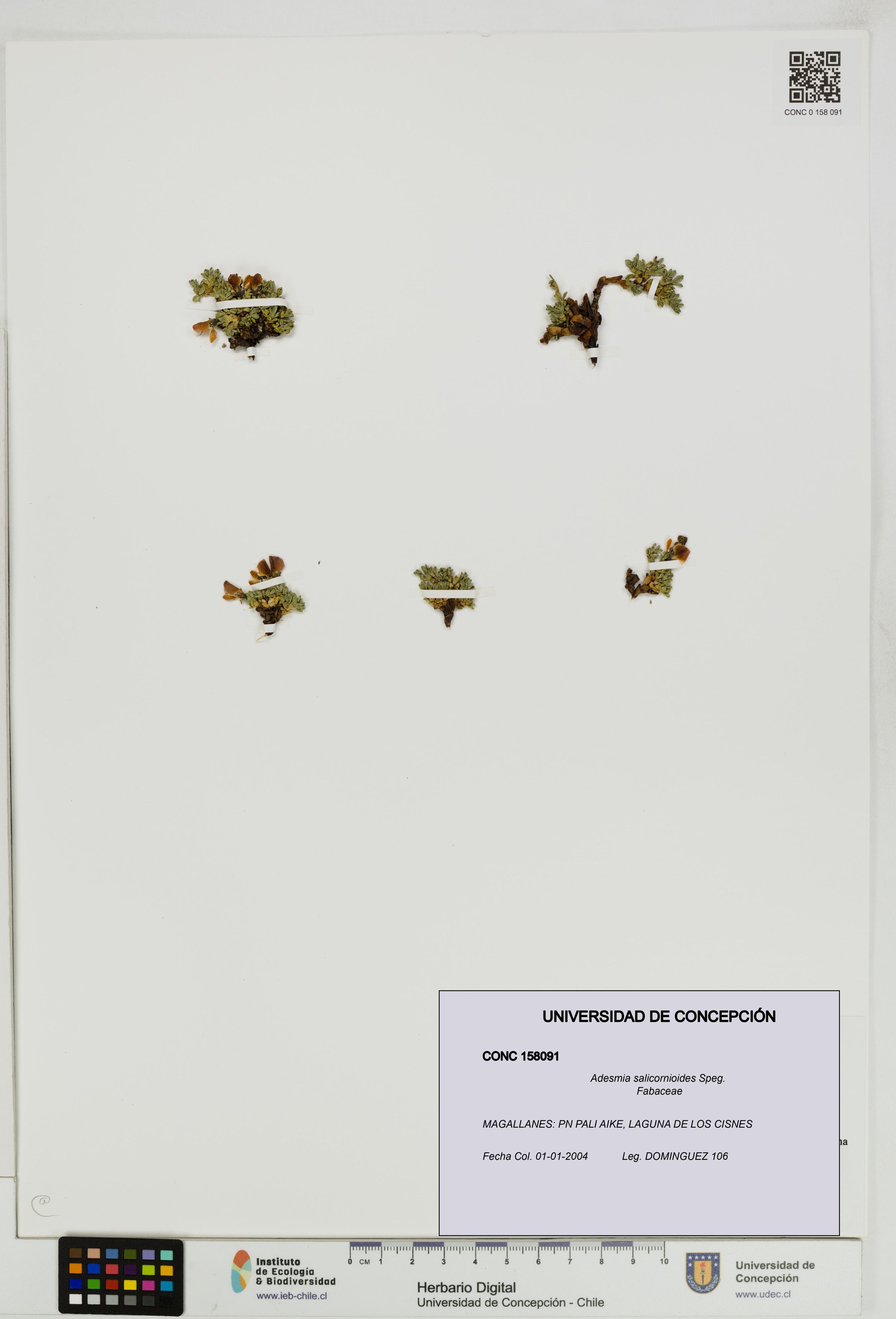 Adesmia salicornioides [Espécimen: ]