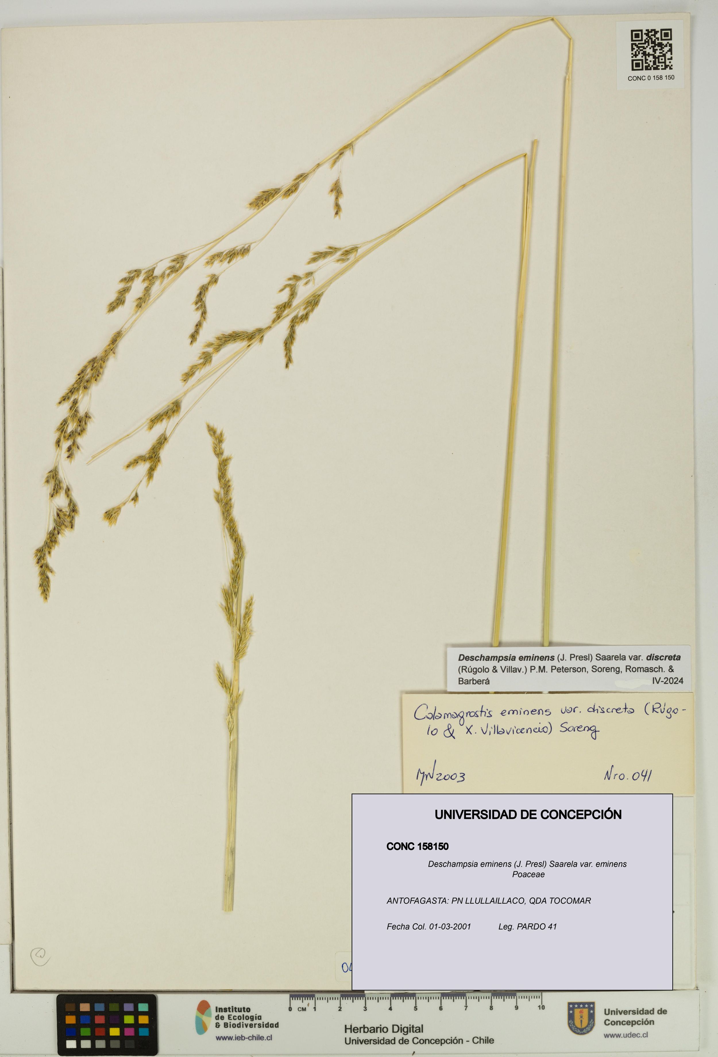 Deschampsia eminens [Espécimen: ]