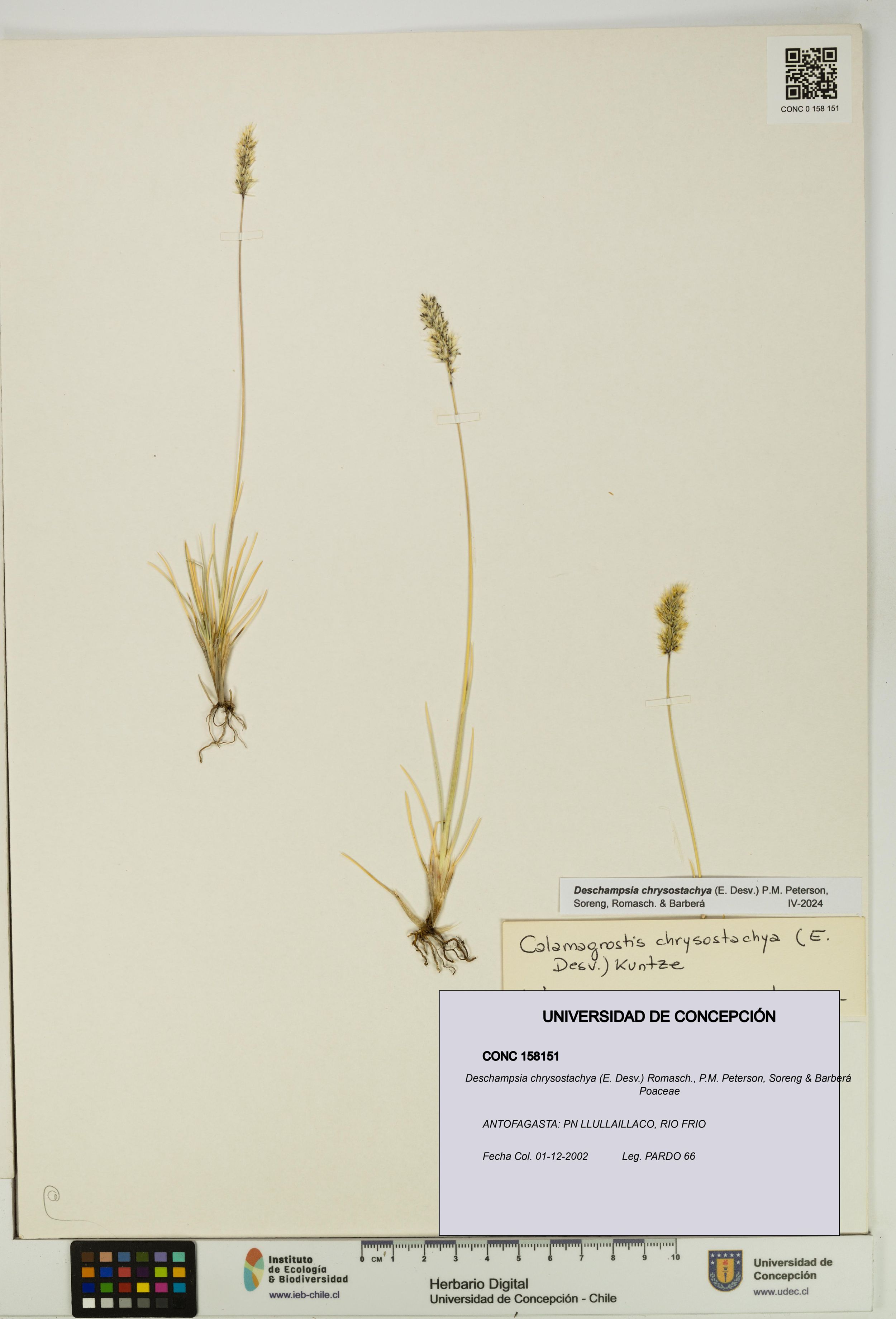 Deschampsia chrysostachya [Espécimen: ]