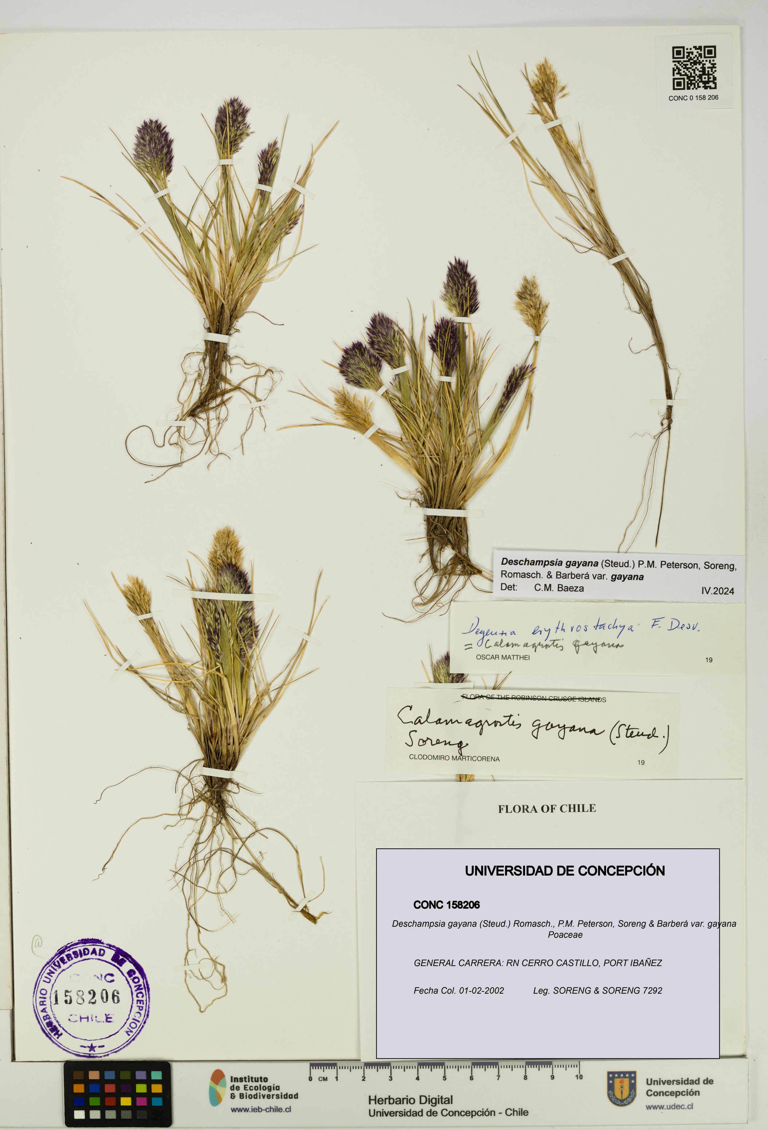 Deschampsia gayana var. gayana [Espécimen: ]