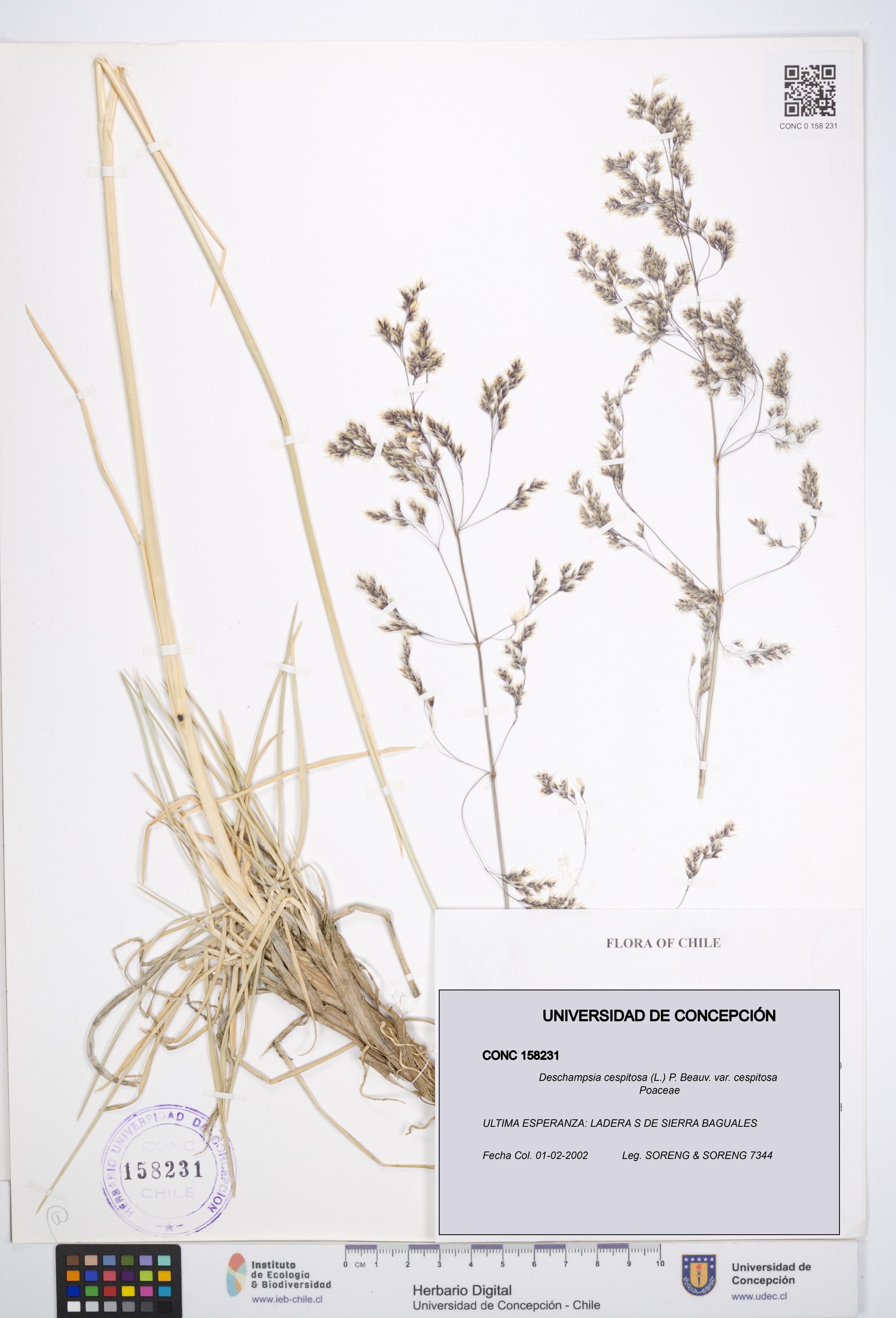 Deschampsia cespitosa var. cespitosa [Espécimen: ]