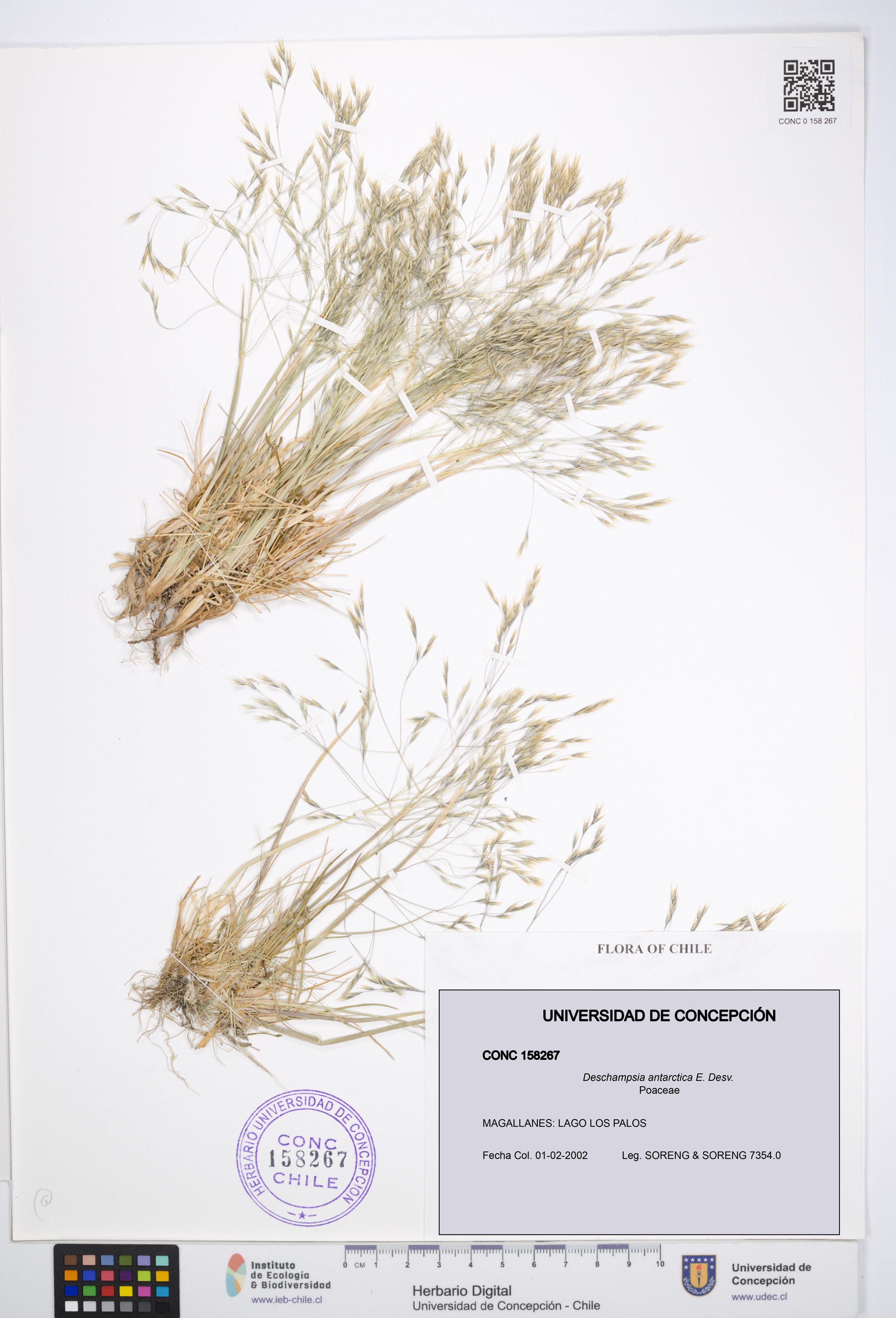 Deschampsia antarctica [Espécimen: ]