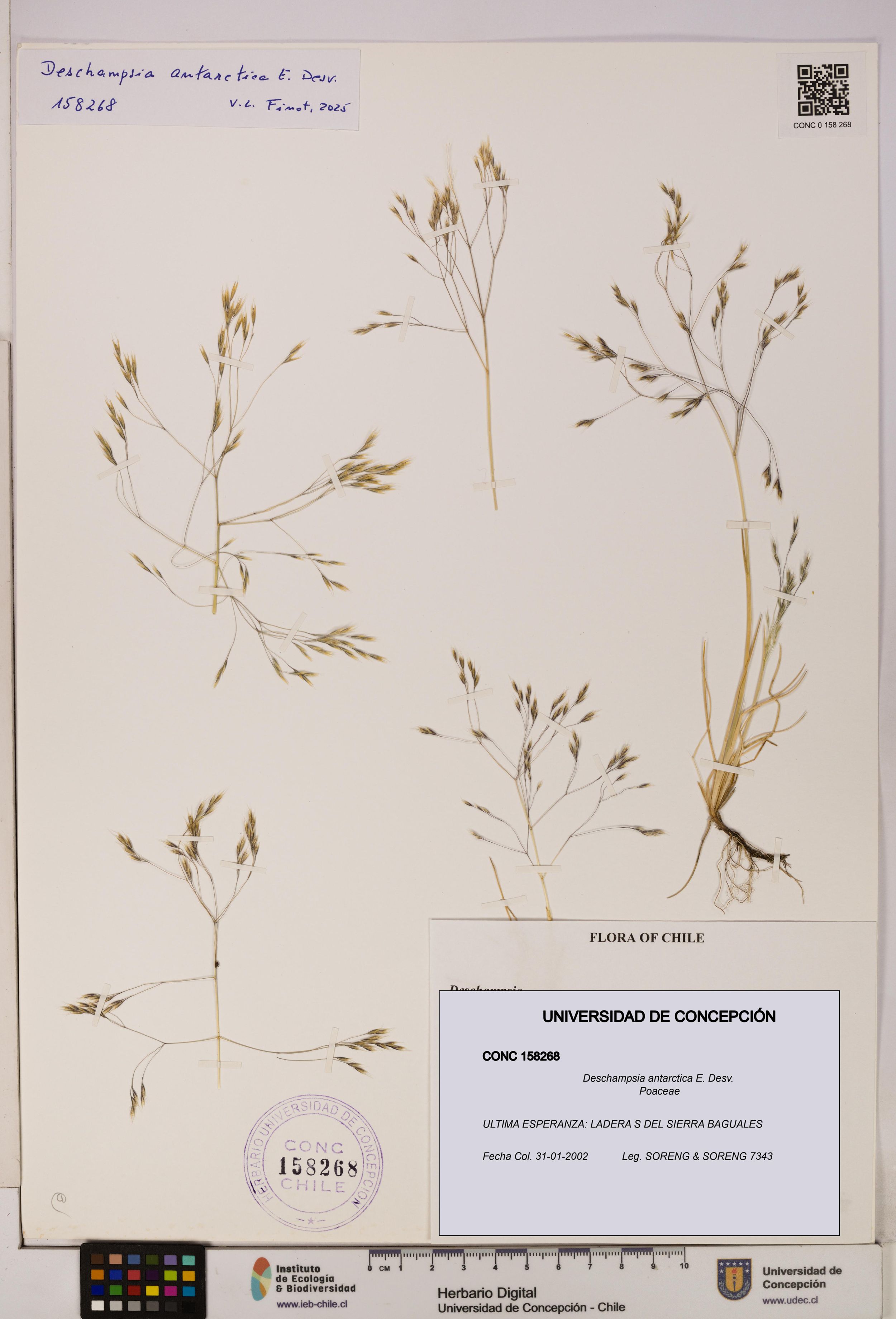 Deschampsia antarctica [Espécimen: ]
