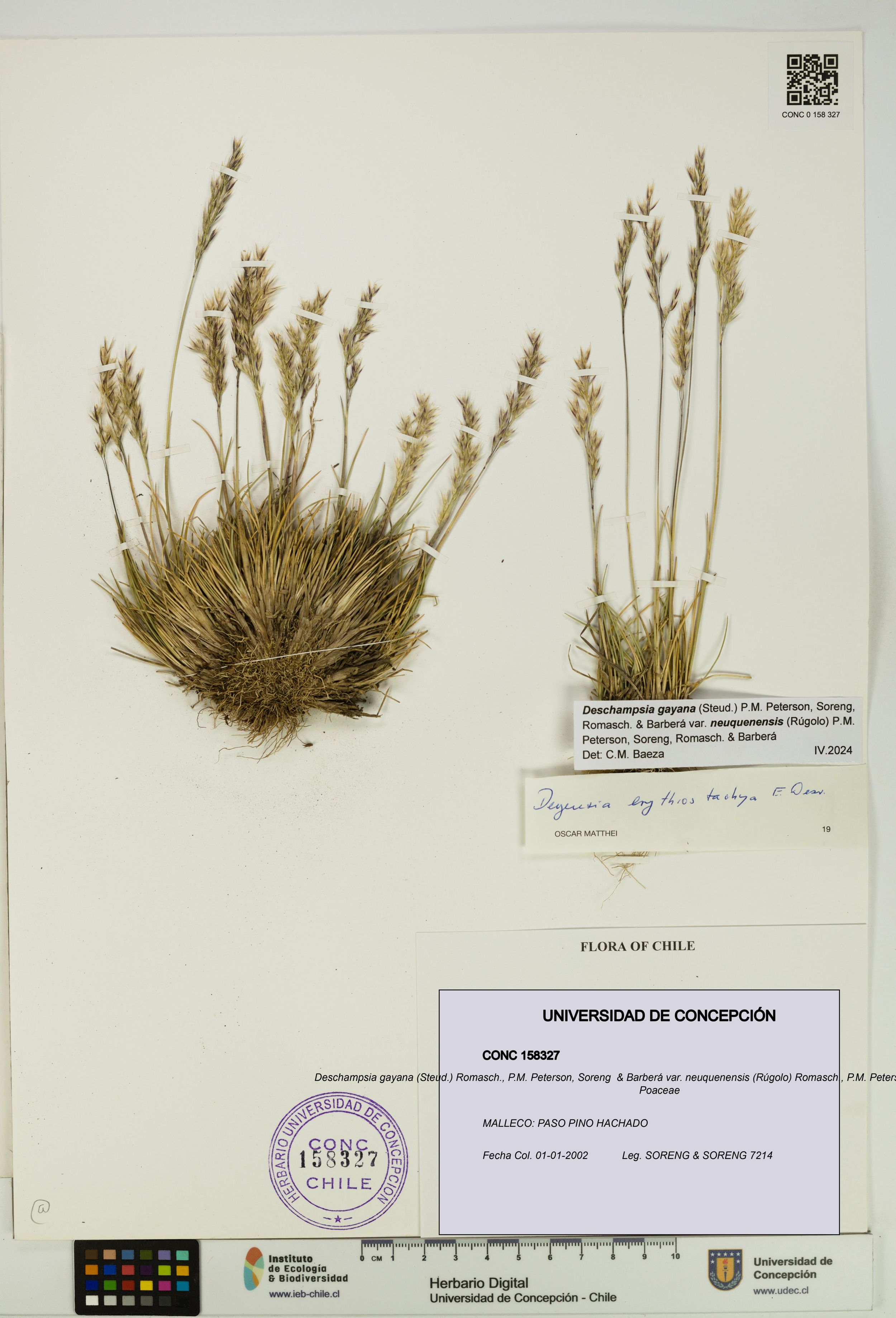 Deschampsia gayana var. neuquenensis [Espécimen: ]