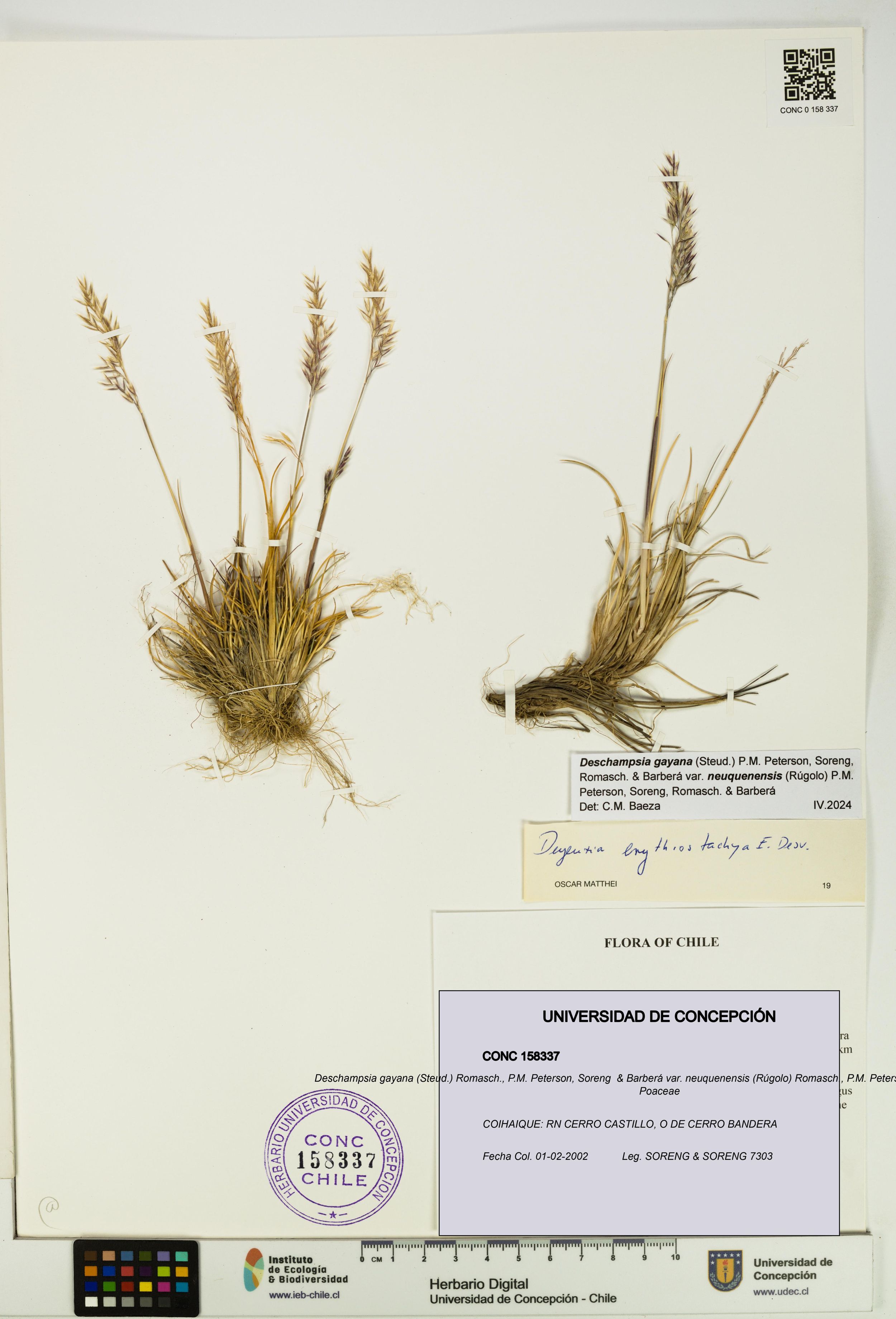 Deschampsia gayana var. neuquenensis [Espécimen: ]