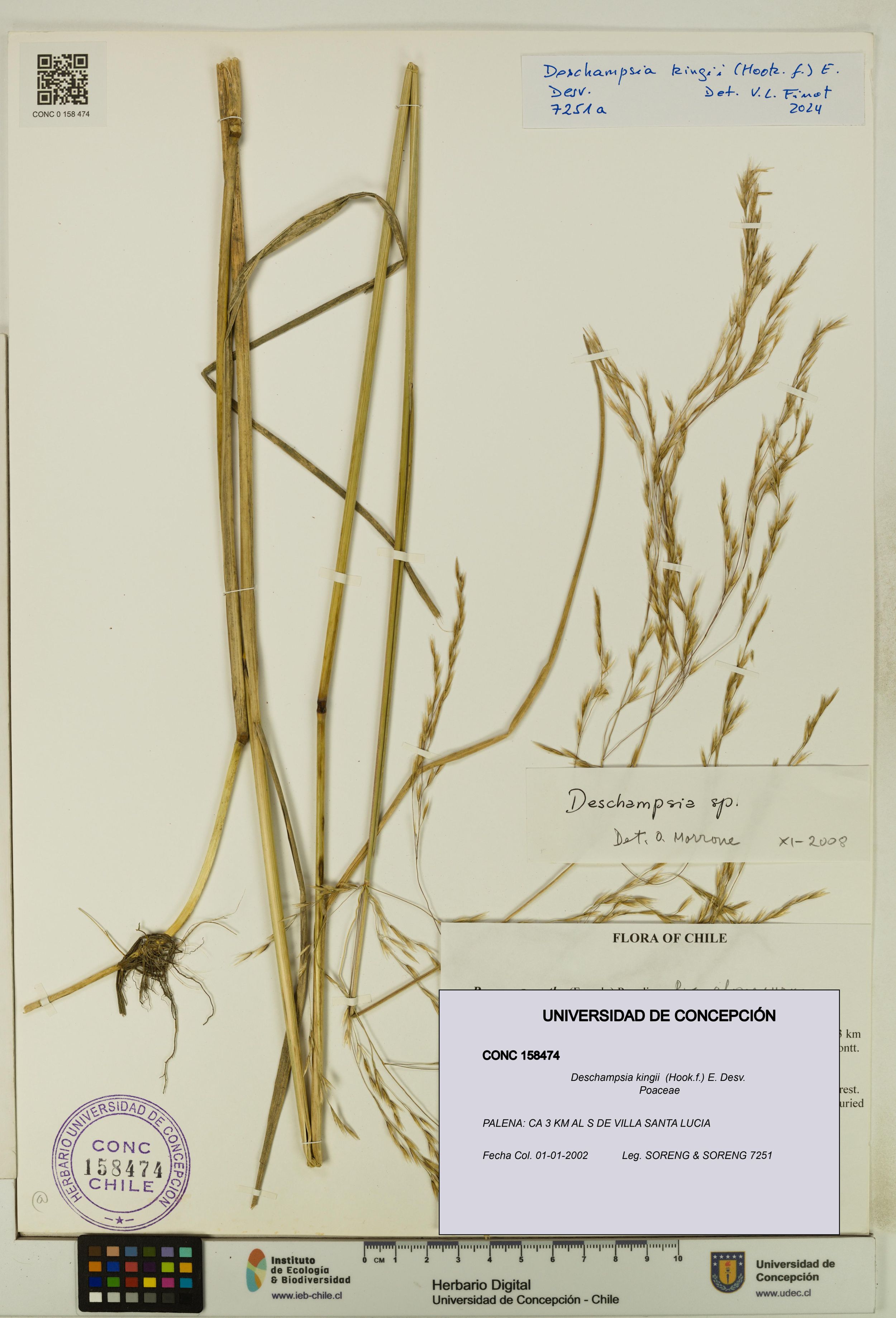 Deschampsia kingii [Espécimen: ]